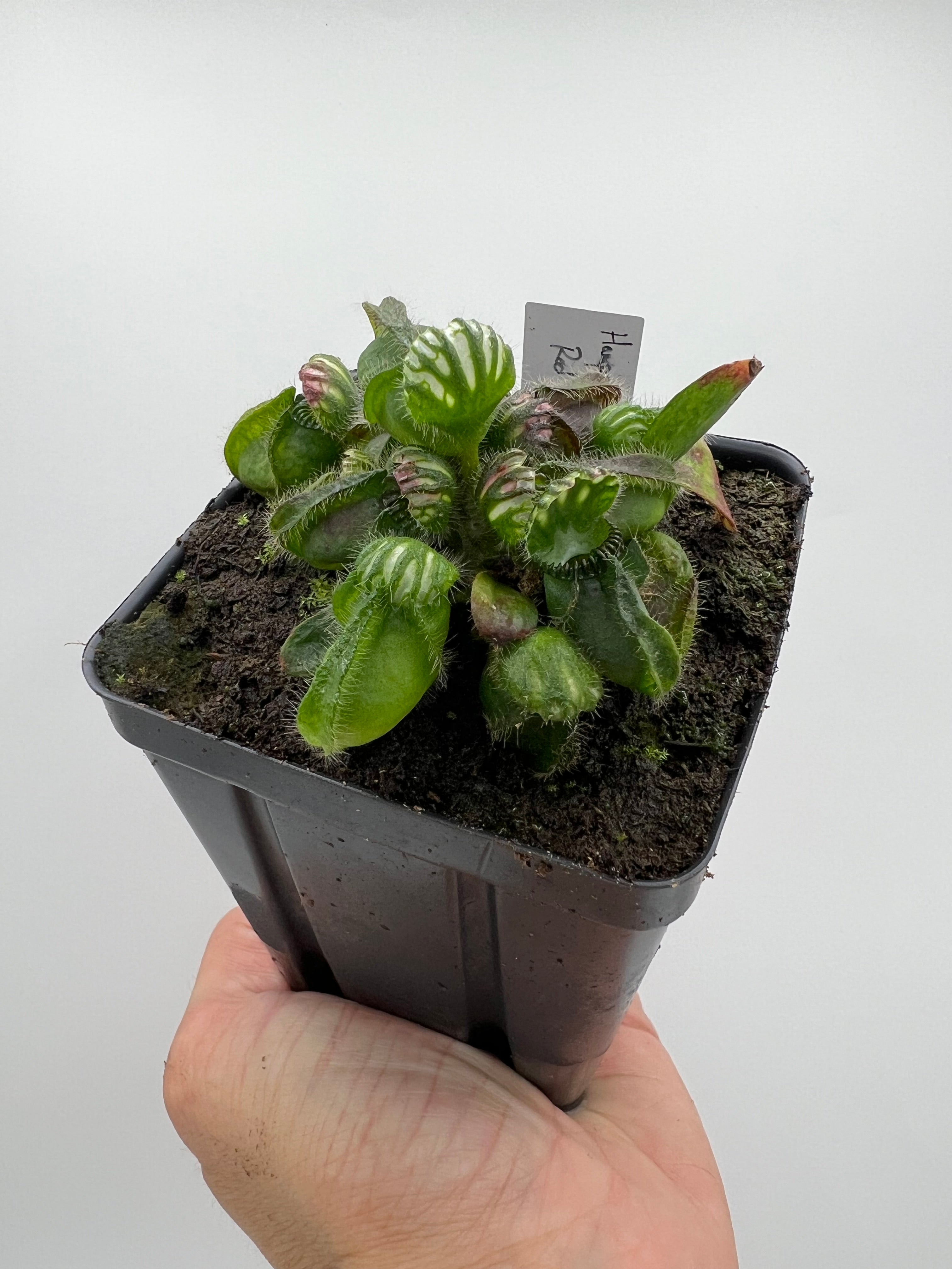 Cephalotus follicularis HMZ×SOHG Cephalotus follicularis 