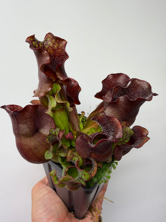 Sarracenia purpurea ssp. venosa (Brunswick Co, NC x Carteret Co, NC)  - Seed Grown #10