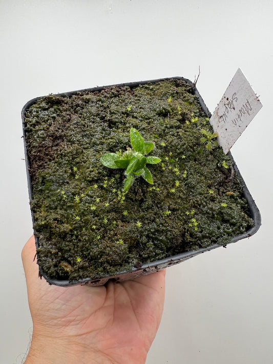 Cephalotus follicularis “Martin Stöckl”