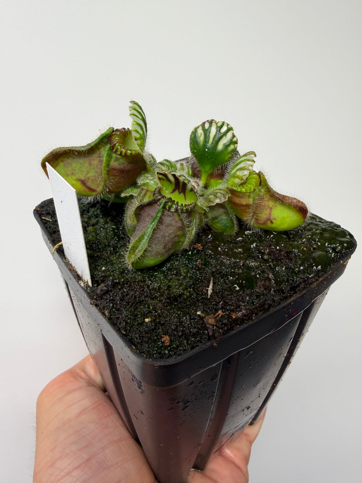 Cephalotus follicularis “Hampshire Red”