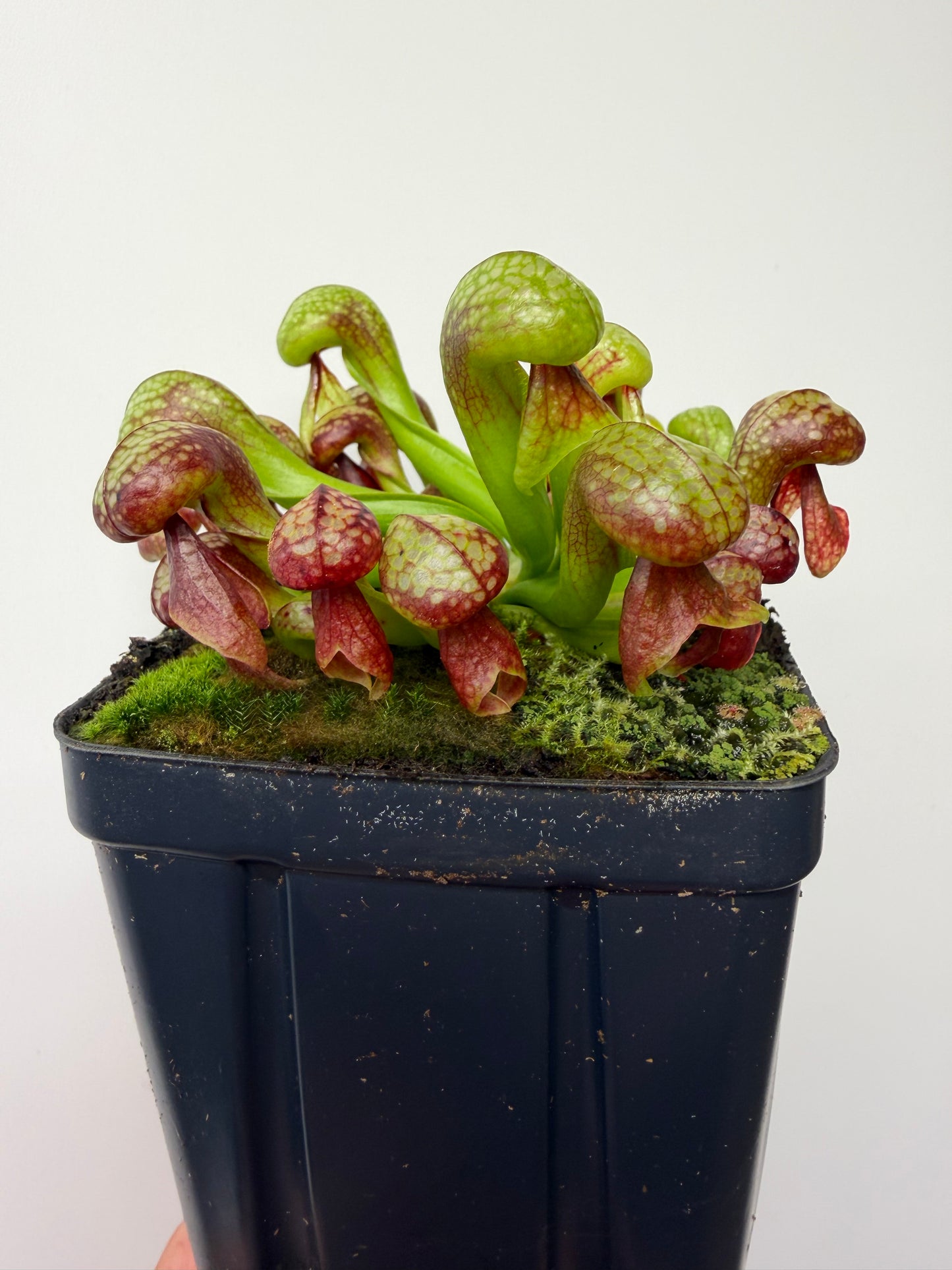 Darlingtonia californica (Cobra Pitcher Plant) - Seed Grown #214