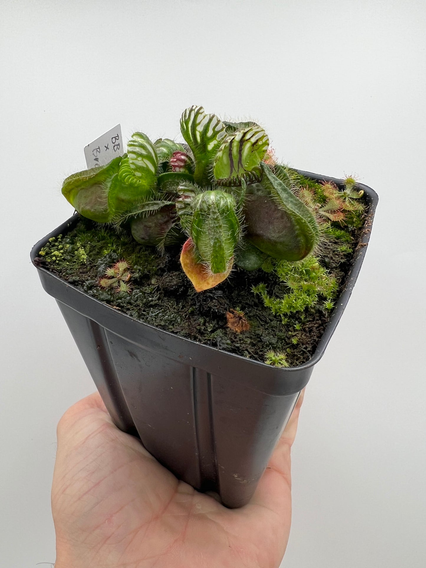 Cephalotus follicularis “Brewers Beauty” x “Brewers”