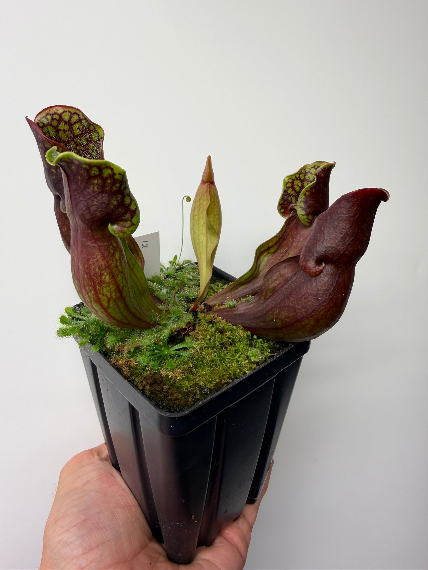 Sarracenia purpurea ssp. purpurea (Pike County, PA) - Seed Grown #12