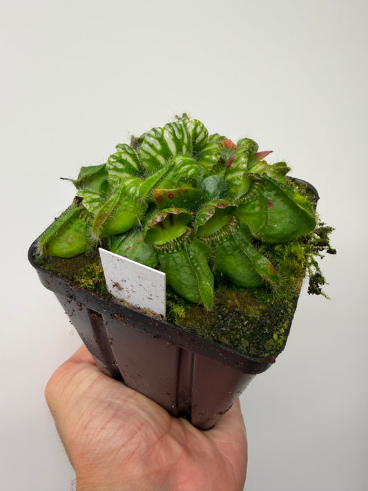 Cephalotus follicularis “Norma”