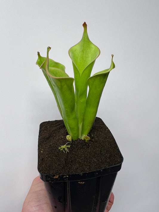 Heliamphora tatei (Cerro Duida)