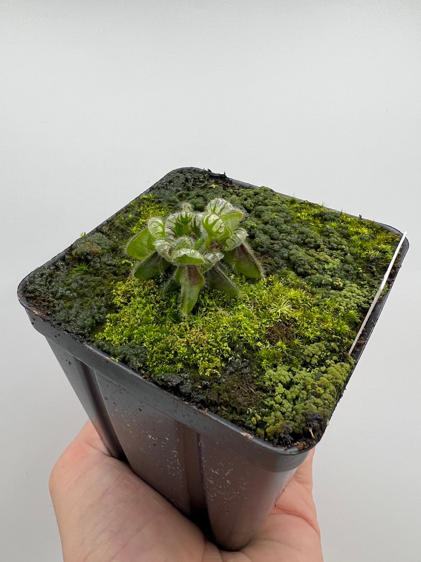 Cephalotus follicularis “Phil Mann” x “Hummers Giant”