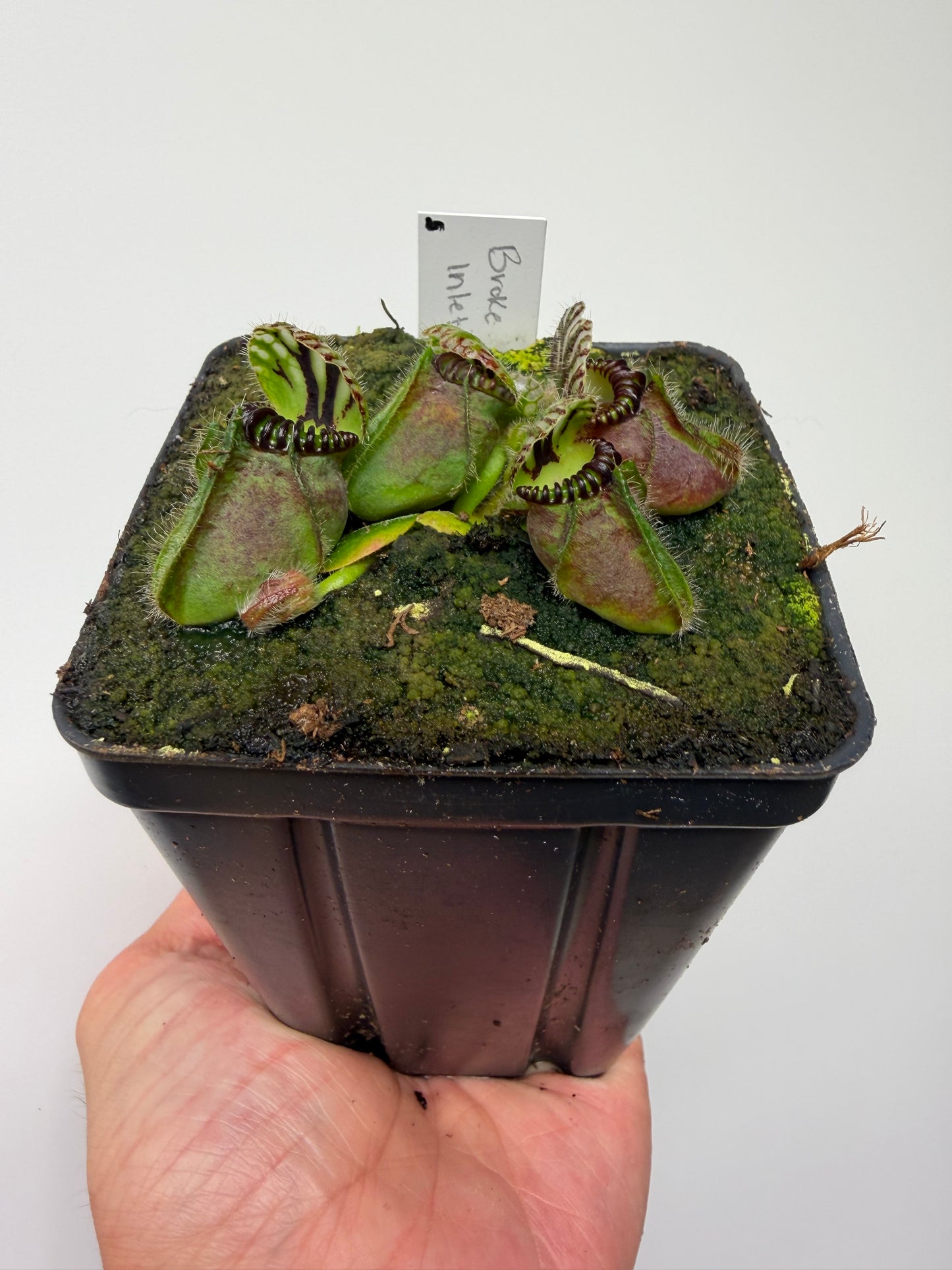 Cephalotus follicularis “Broke Inlet” (5)