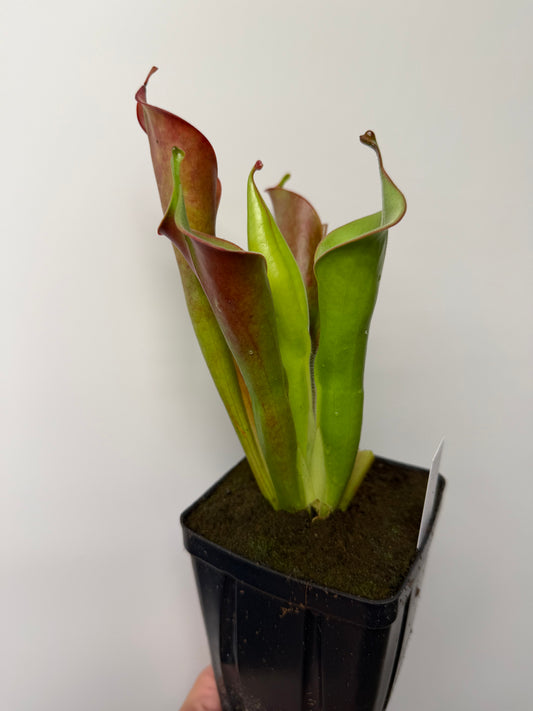 Heliamphora tatei (Cerro Duida)
