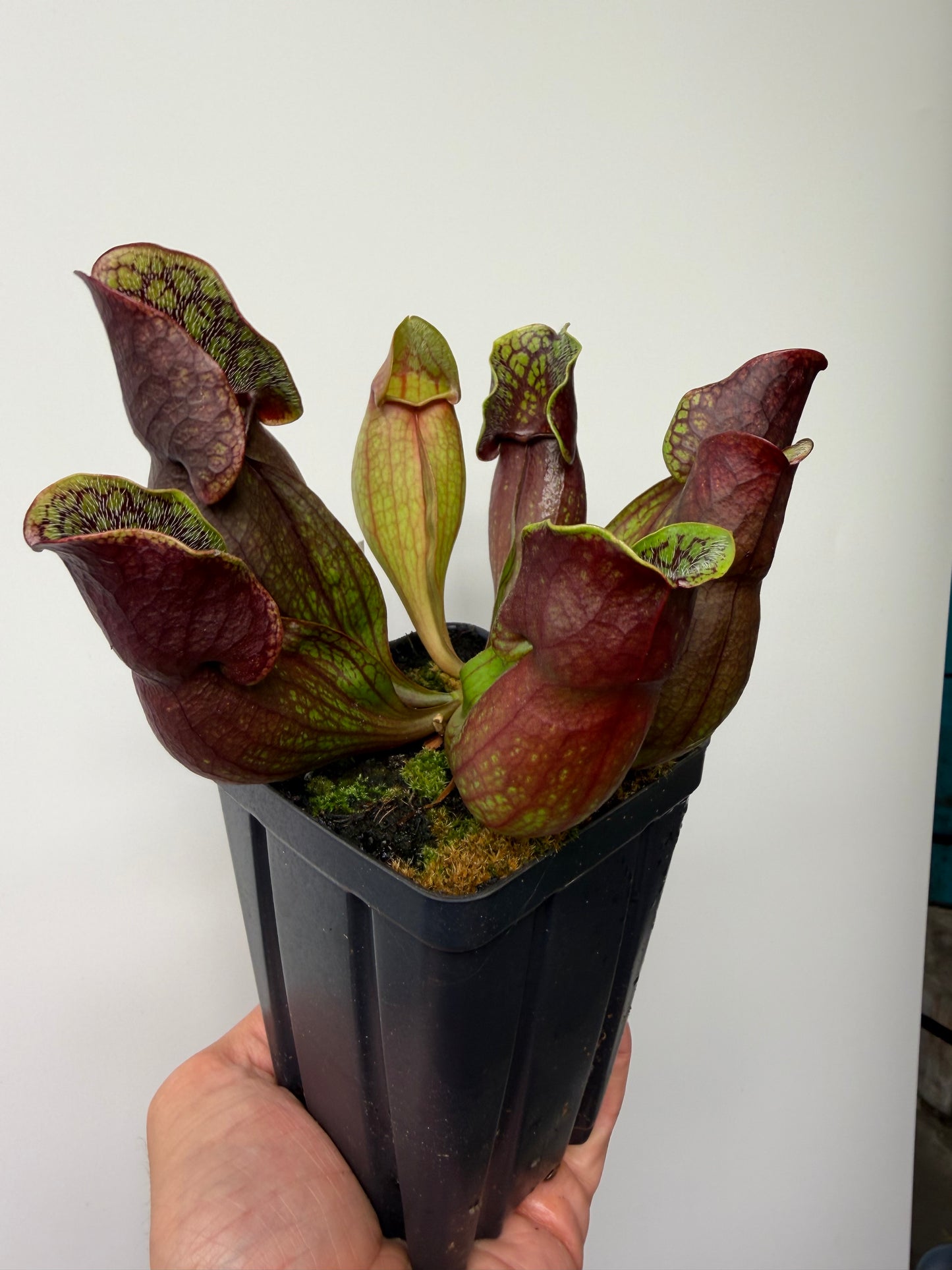 Sarracenia purpurea ssp. purpurea (Pike County, PA) - Seed Grown #13