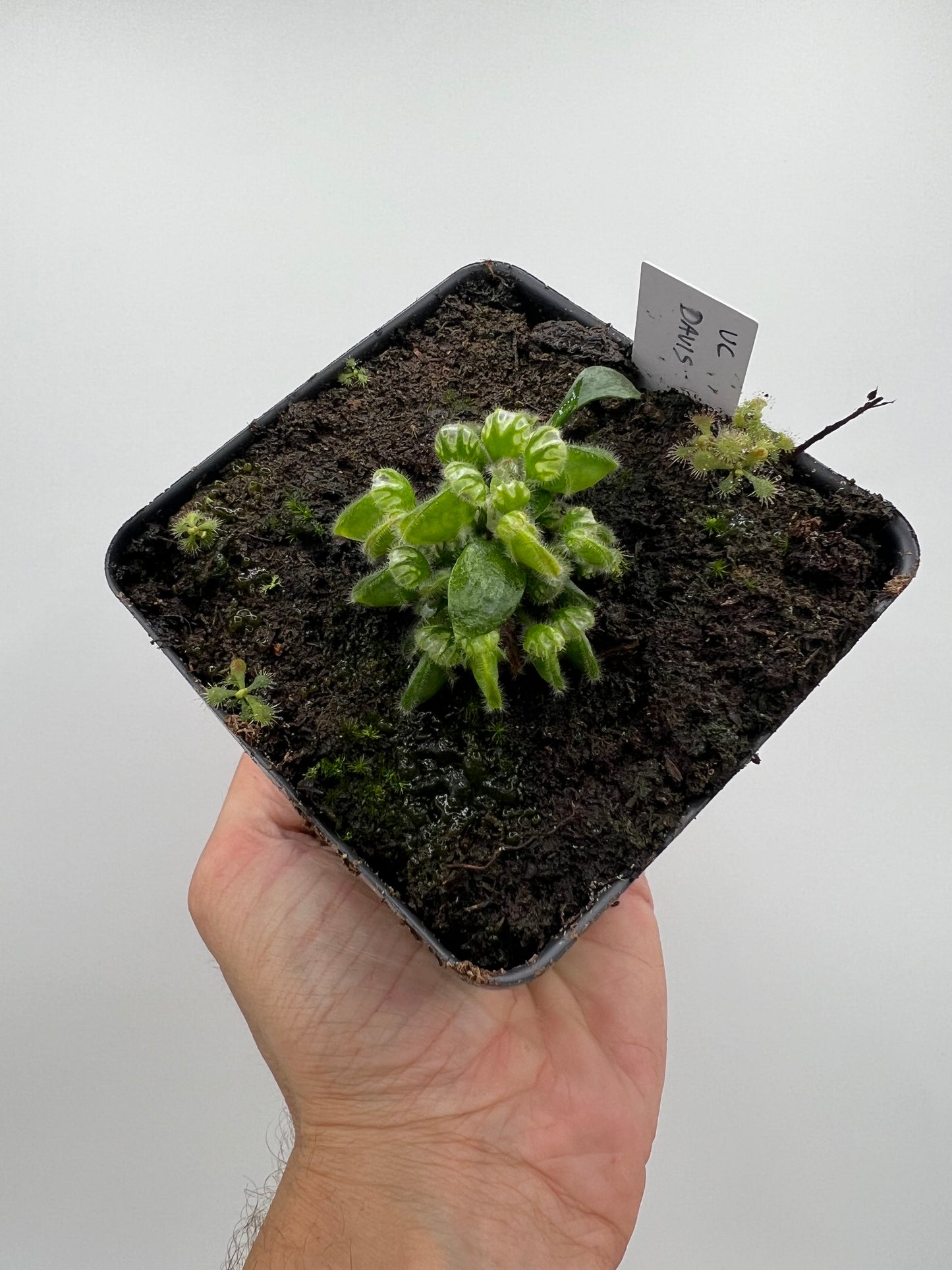 Cephalotus follicularis “UC Davis”