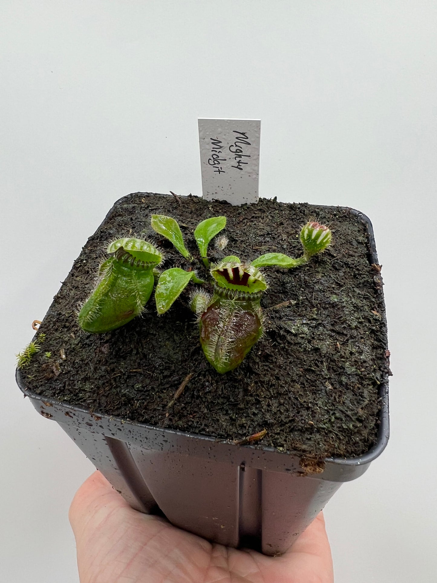 Cephalotus follicularis “Mighty Midget” - *Rare*