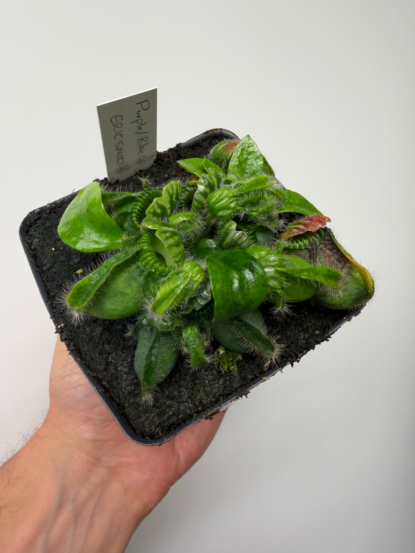 Cephalotus follicularis “Purple/Black” - Eric Smooth