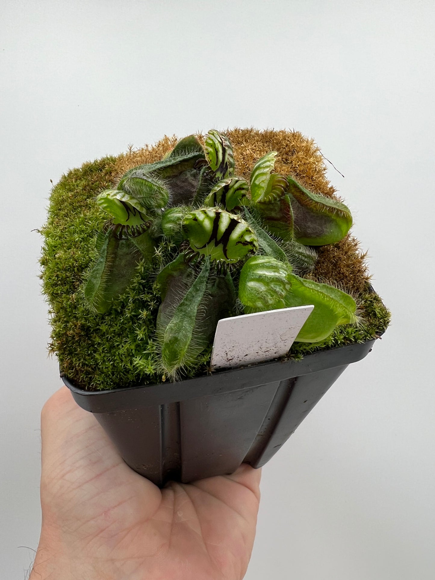 Cephalotus follicularis “Martin Stöckl”