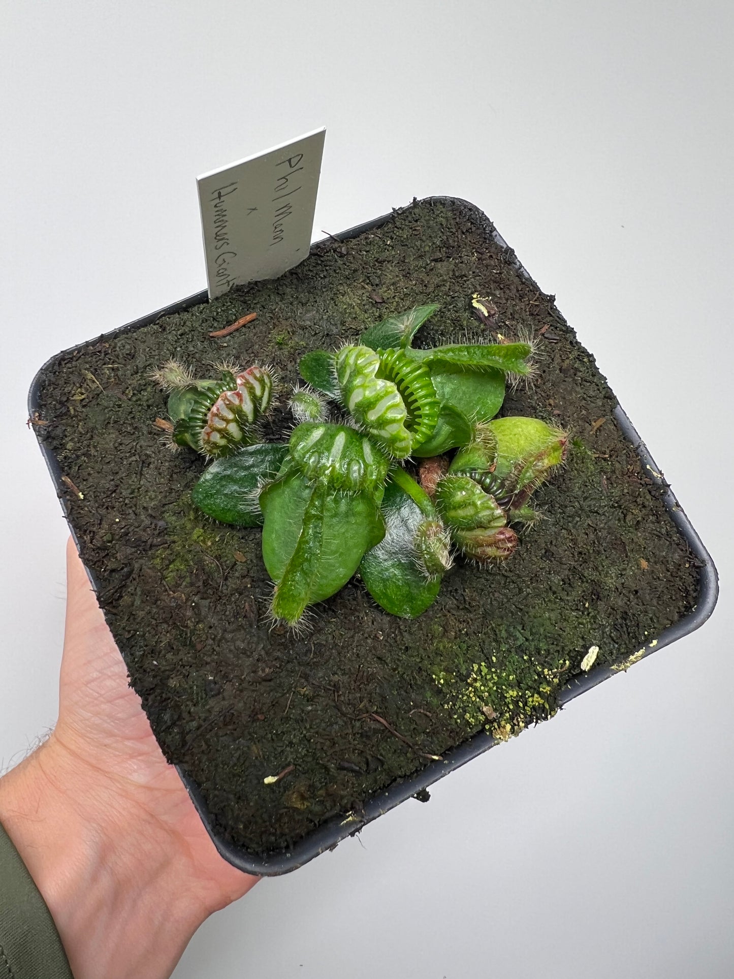 Cephalotus follicularis “Phil Mann” x “Hummers Giant”