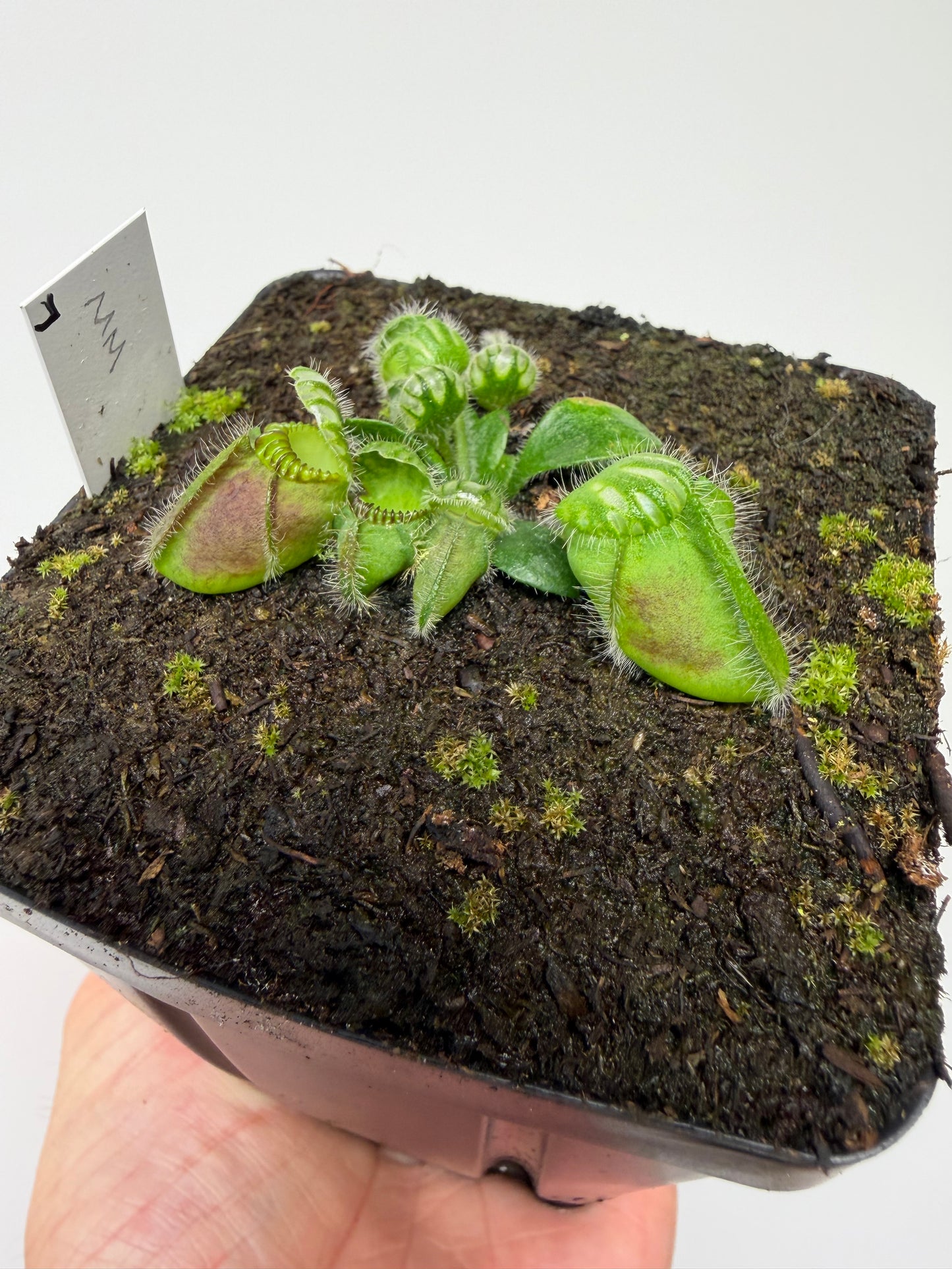 Cephalotus follicularis “Mighty Midget” - *Rare* (7)
