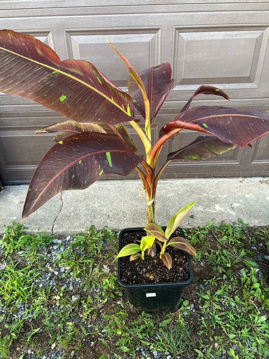 Musa ‘Siam Ruby’