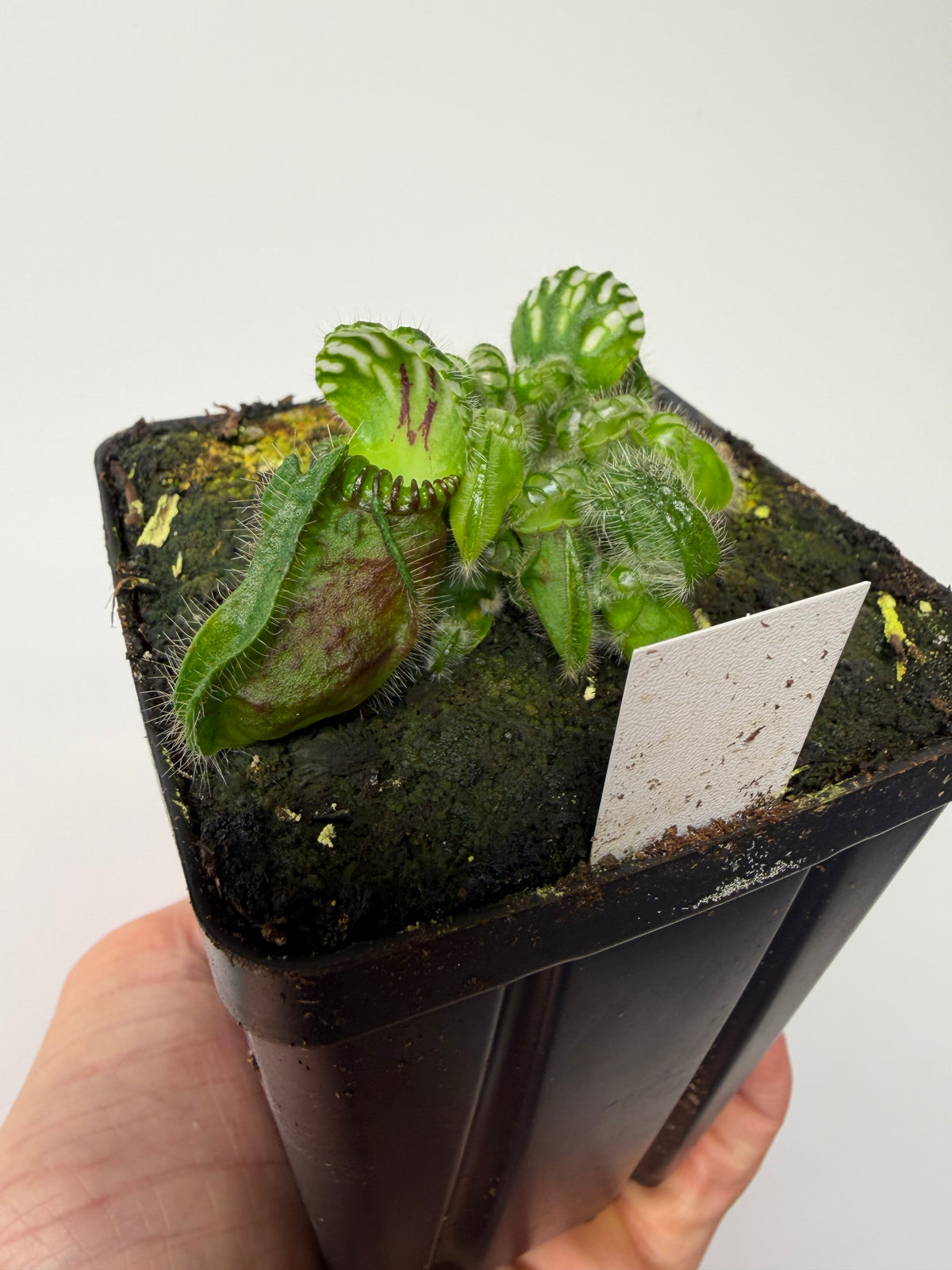 Cephalotus follicularis “Norma” #6