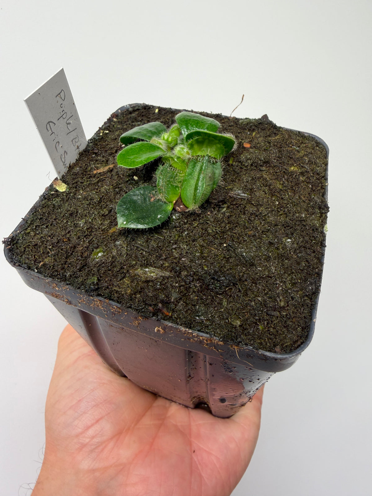 Cephalotus follicularis “Purple/Black” - Eric Smooth
