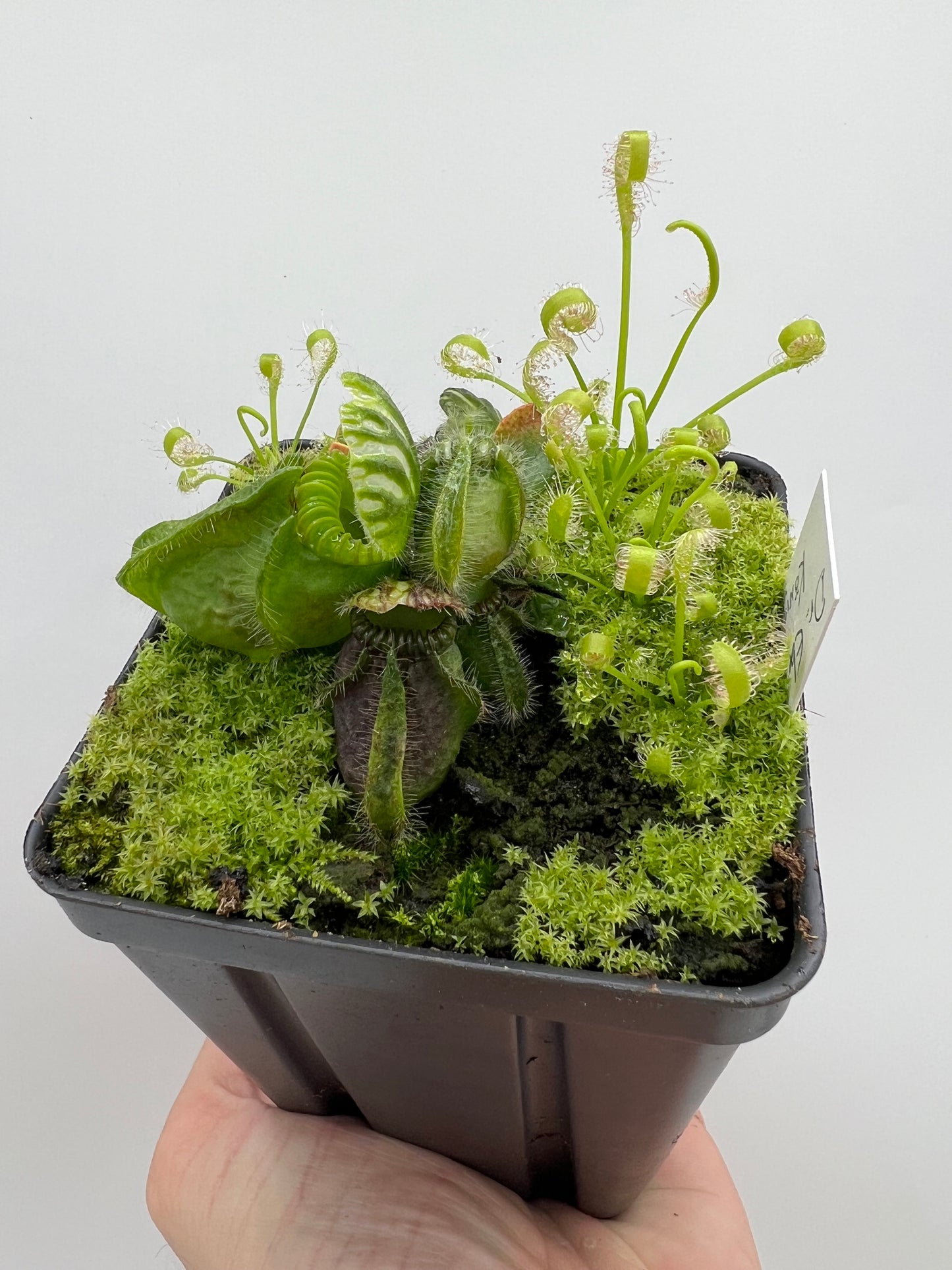 Cephalotus follicularis “Dr. Eberhard König”