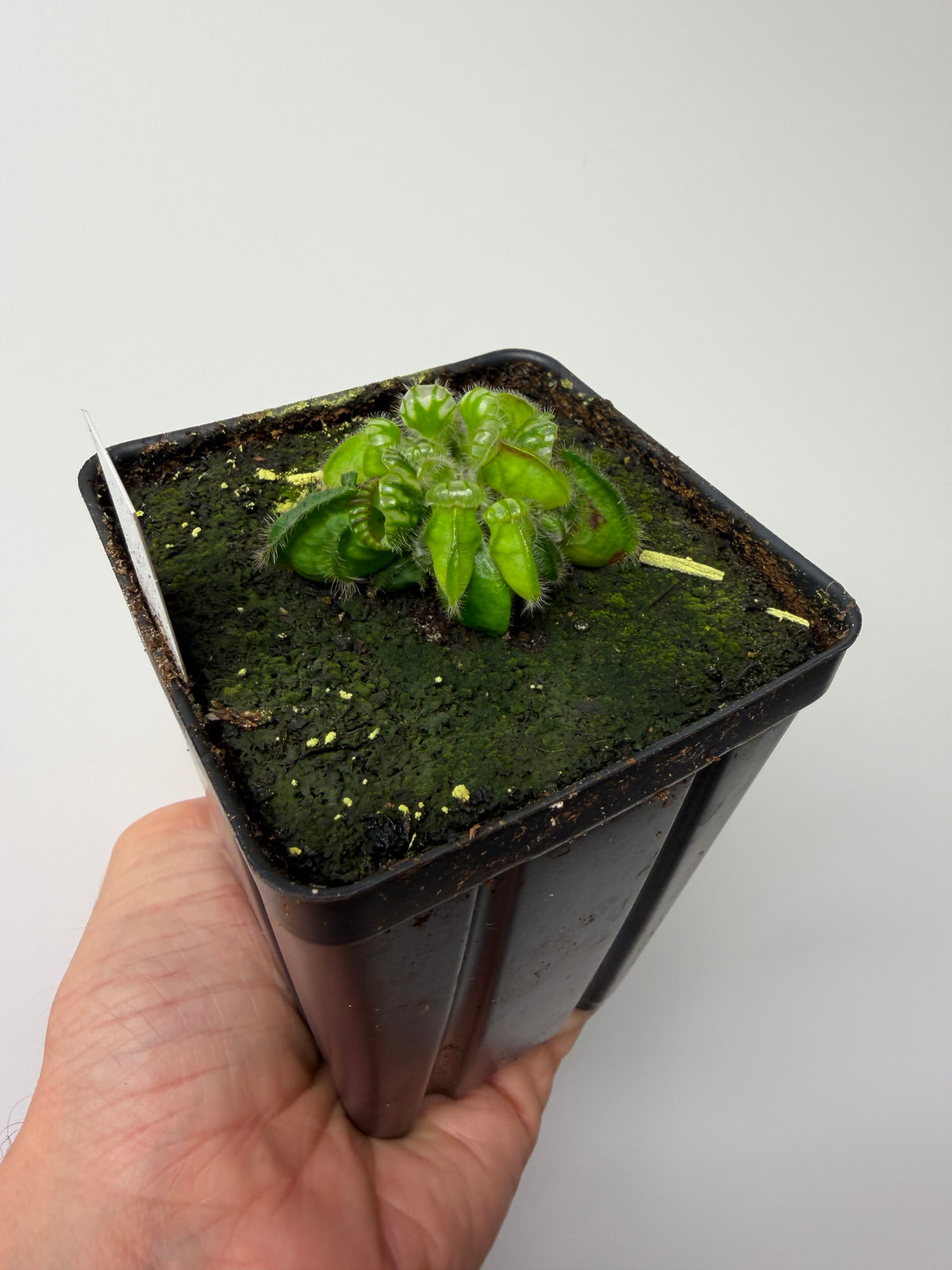 Cephalotus follicularis “Norma” #4