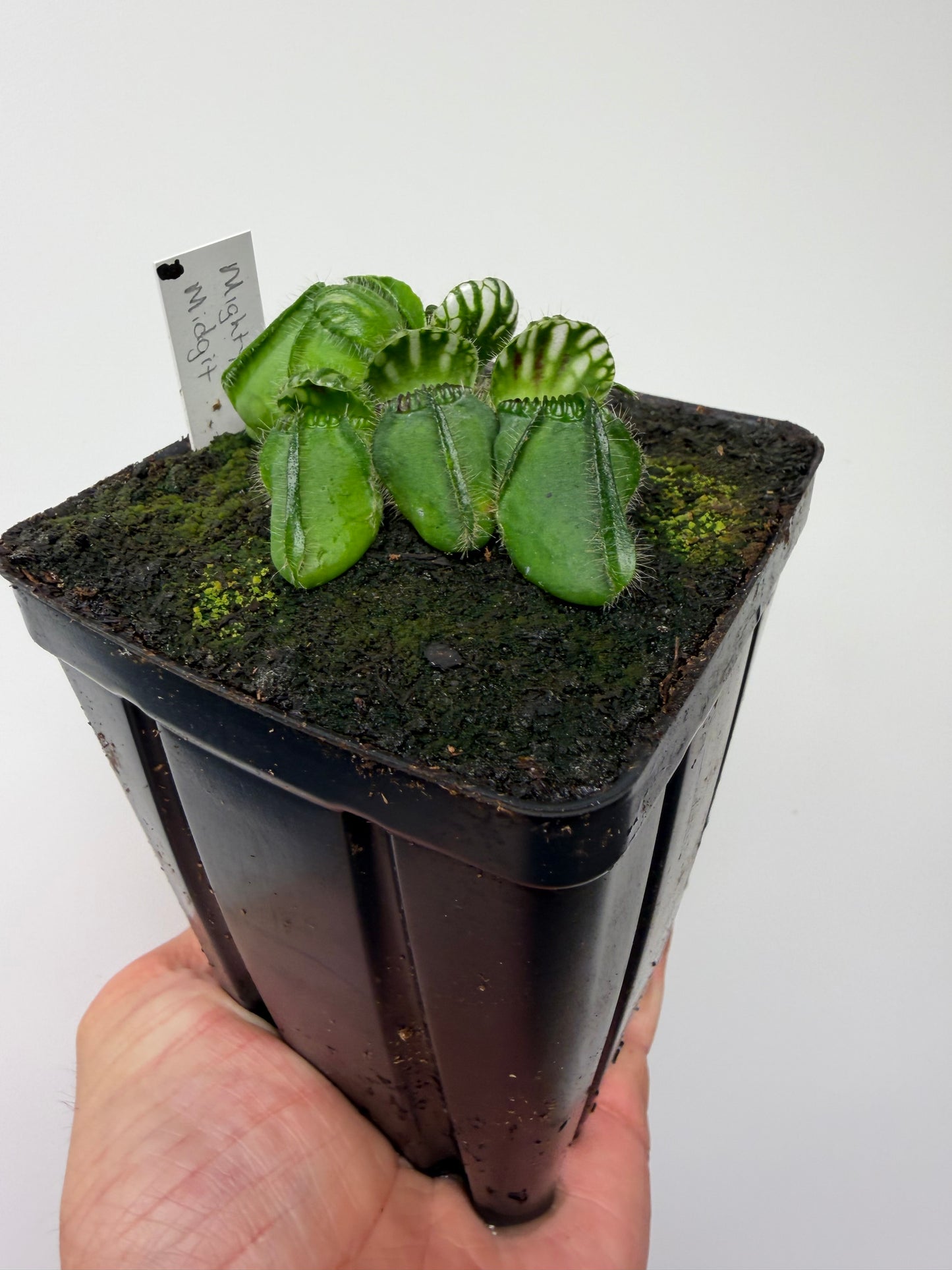 Cephalotus follicularis “Mighty Midget” - *Rare* (8)