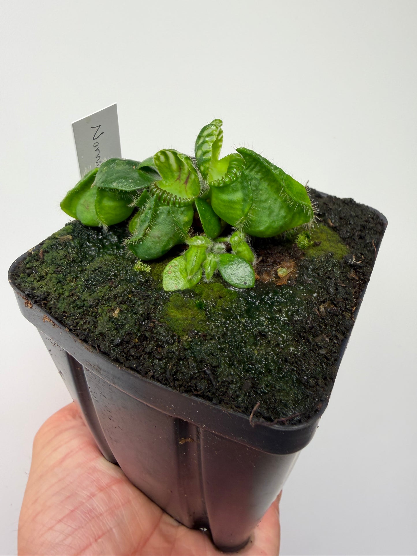 Cephalotus follicularis “Norma”