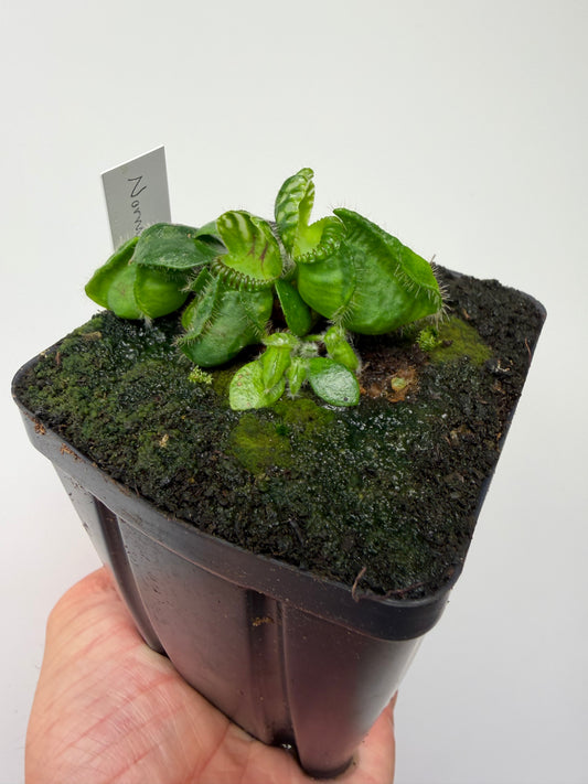 Cephalotus follicularis “Norma”
