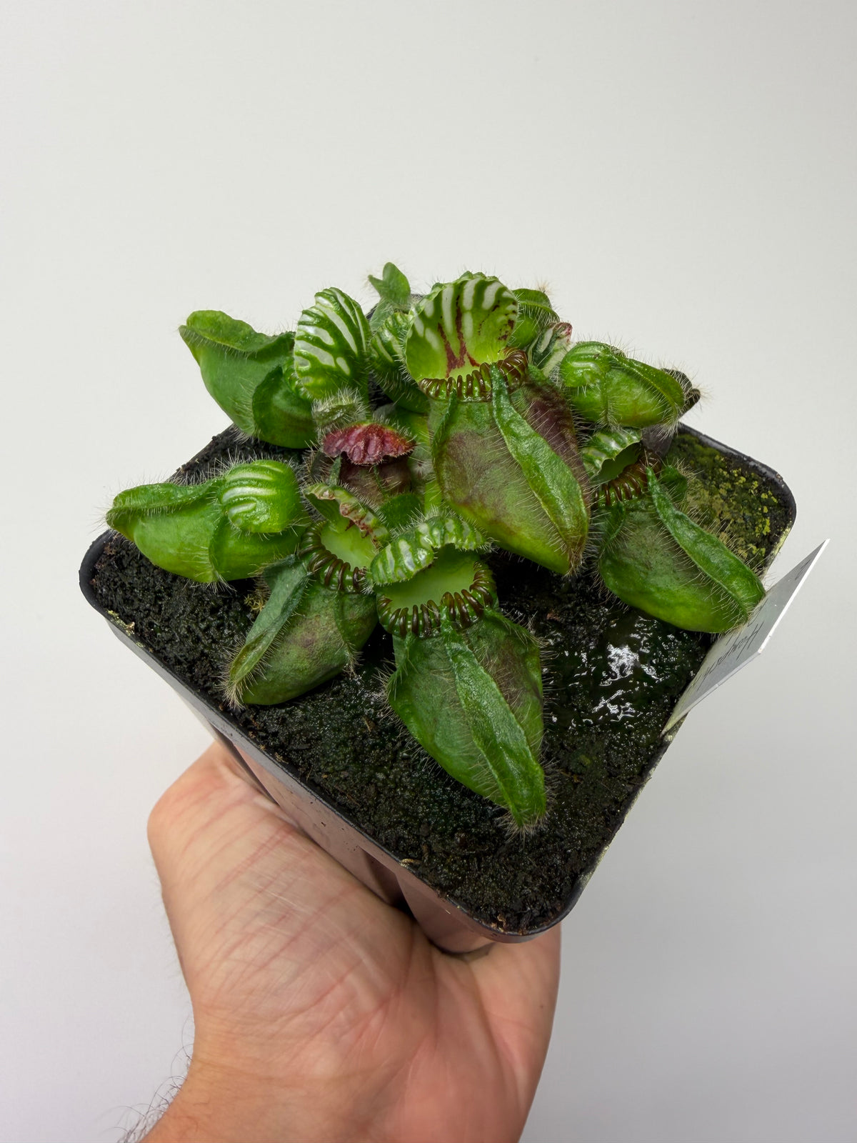 Cephalotus follicularis “Hampshire Red” #2