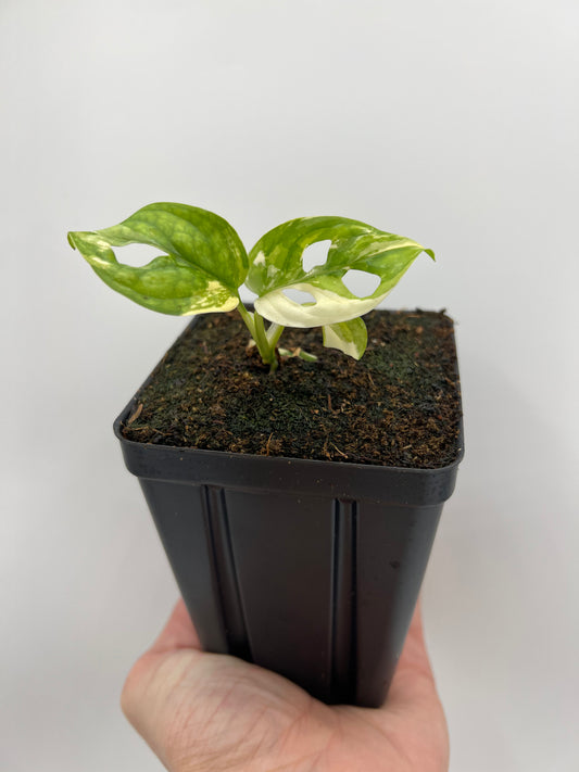 Monstera adansonii ‘Japanese Tricolor’