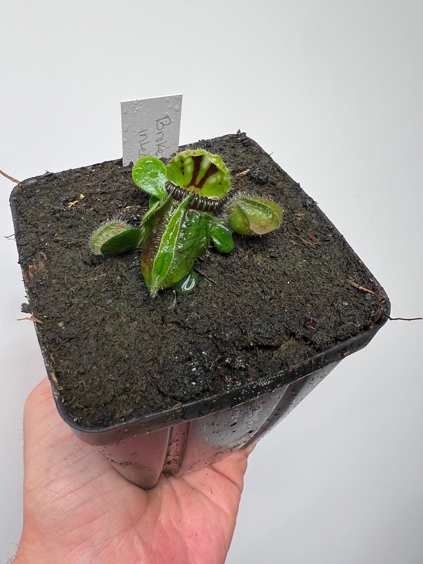Cephalotus follicularis “Broke Inlet”