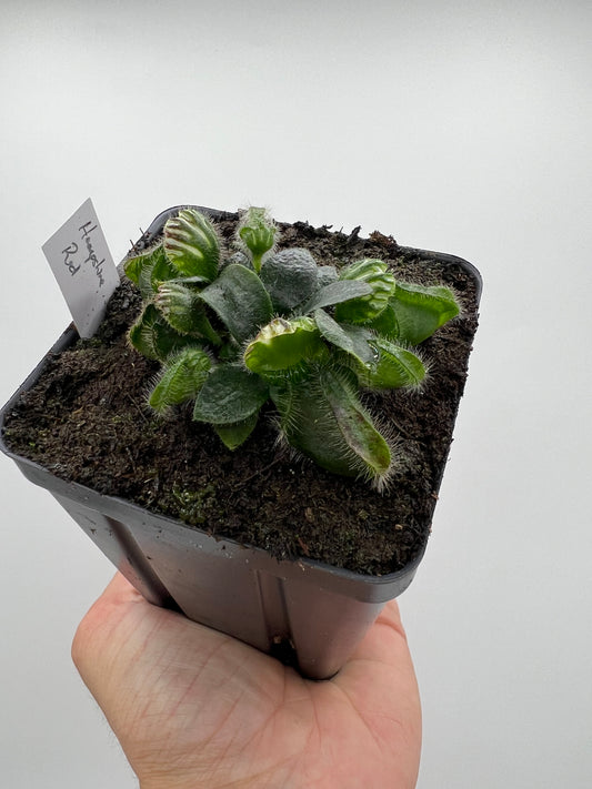 Cephalotus follicularis “Hampshire Red”