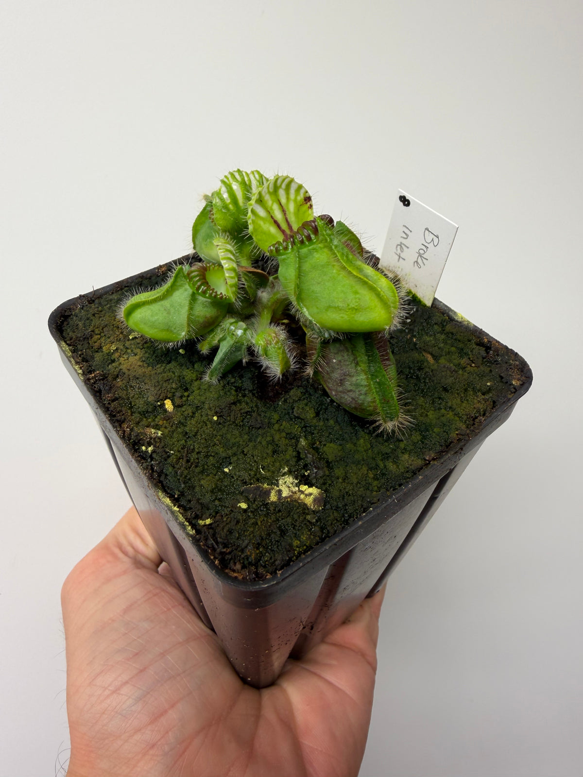 Cephalotus follicularis “Broke Inlet” #8