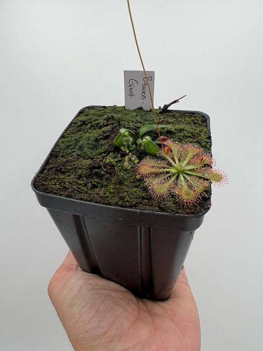 Cephalotus follicularis “Brewers Giant”