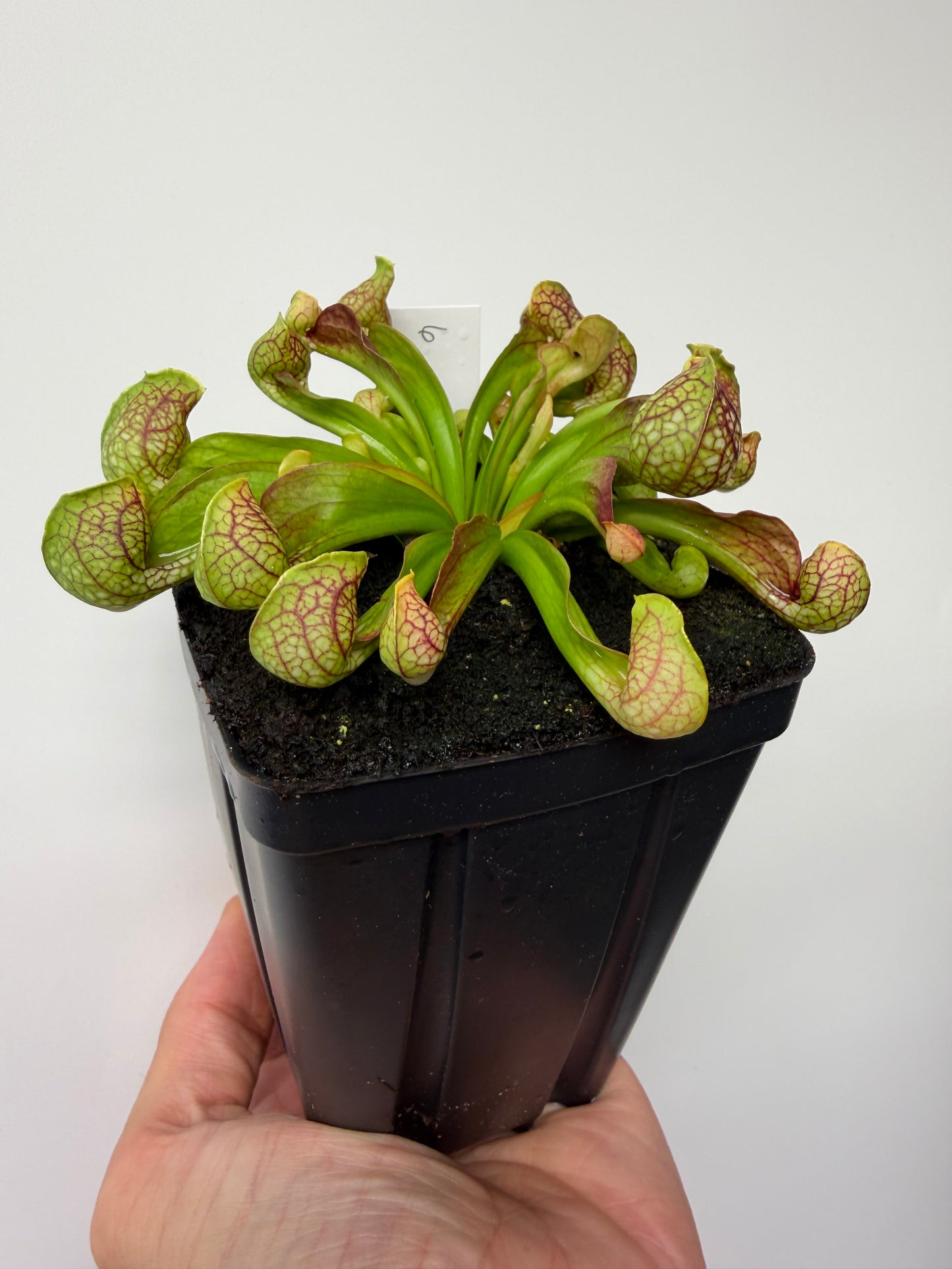 Sarracenia psittacina - “Turkey Hen Creek” - Seed Grown (6)
