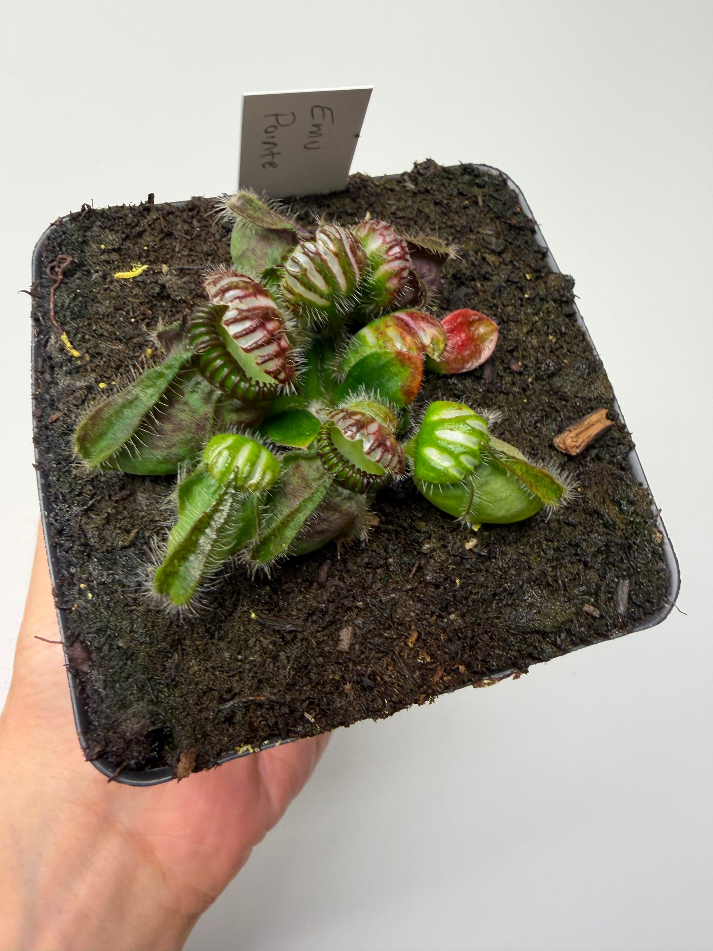 Cephalotus follicularis “Emu Pointe”