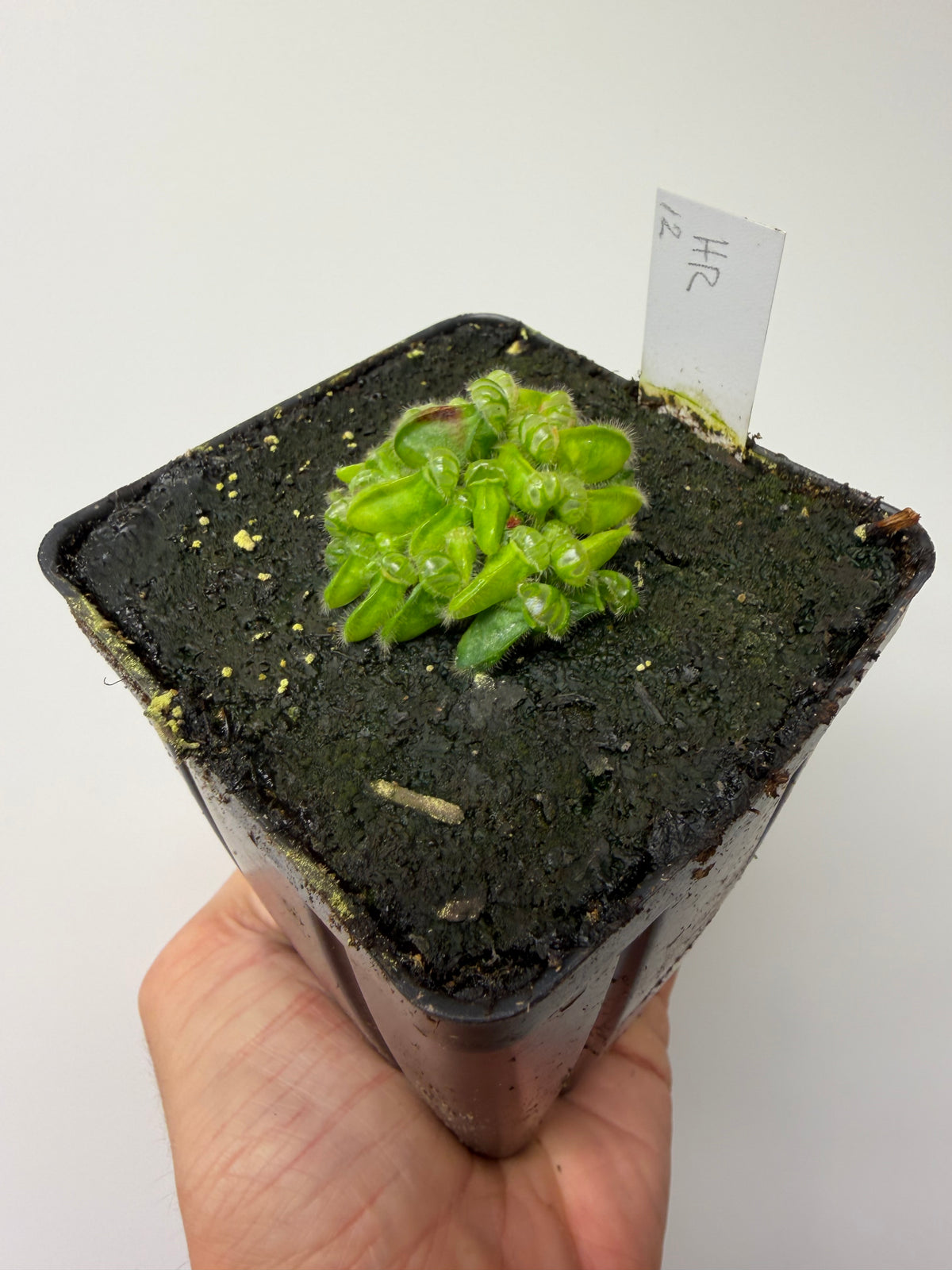 Cephalotus follicularis “Hampshire Red” #12
