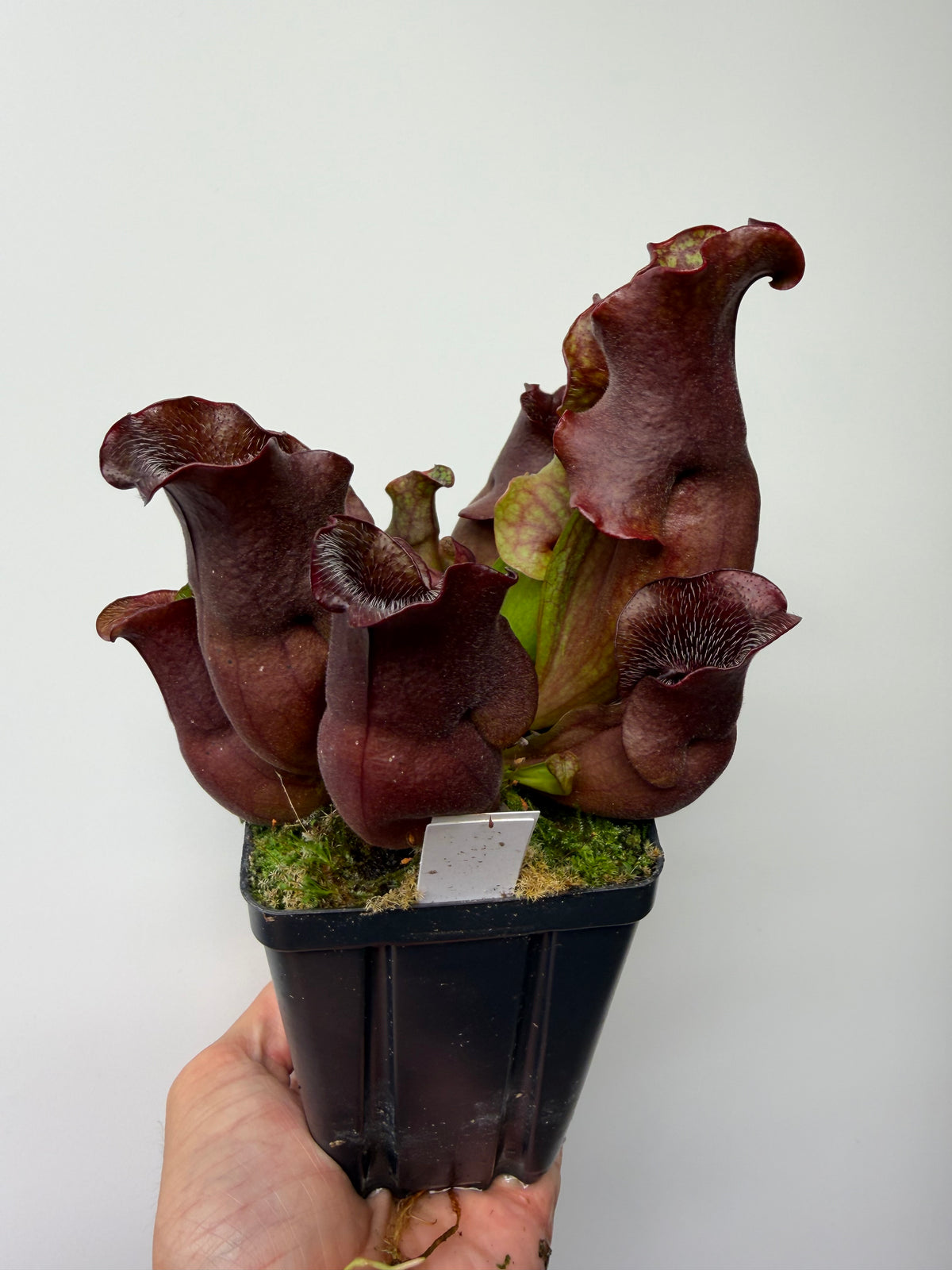 Sarracenia purpurea ssp. venosa (Brunswick Co, NC x Carteret Co, NC)  - Seed Grown #10