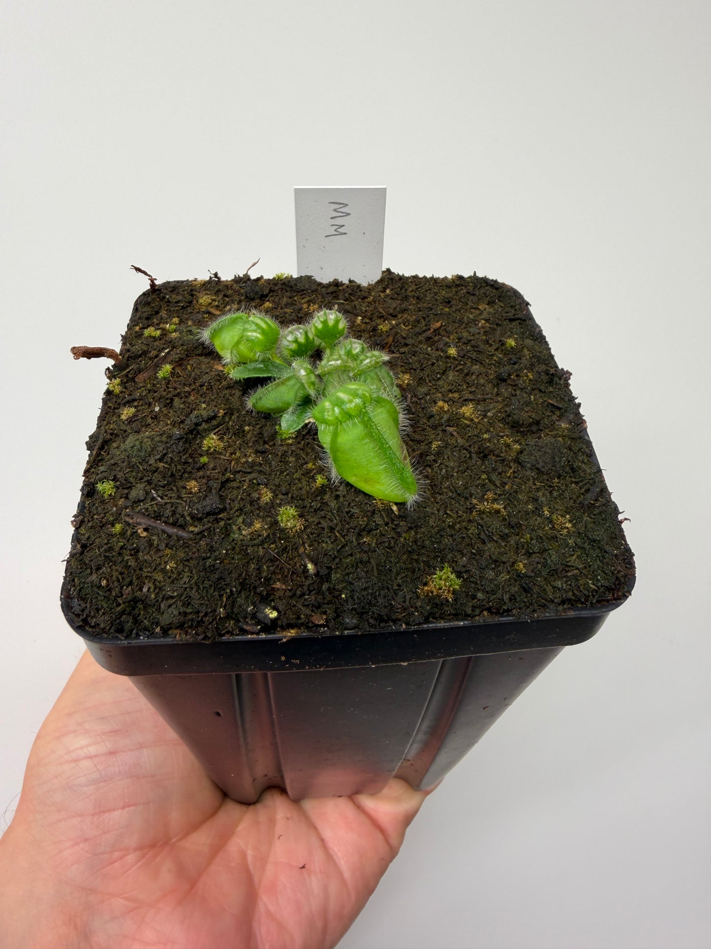 Cephalotus follicularis “Mighty Midget” - *Rare* (9)