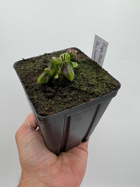 Cephalotus follicularis “Purple/Black” - Eric Smooth
