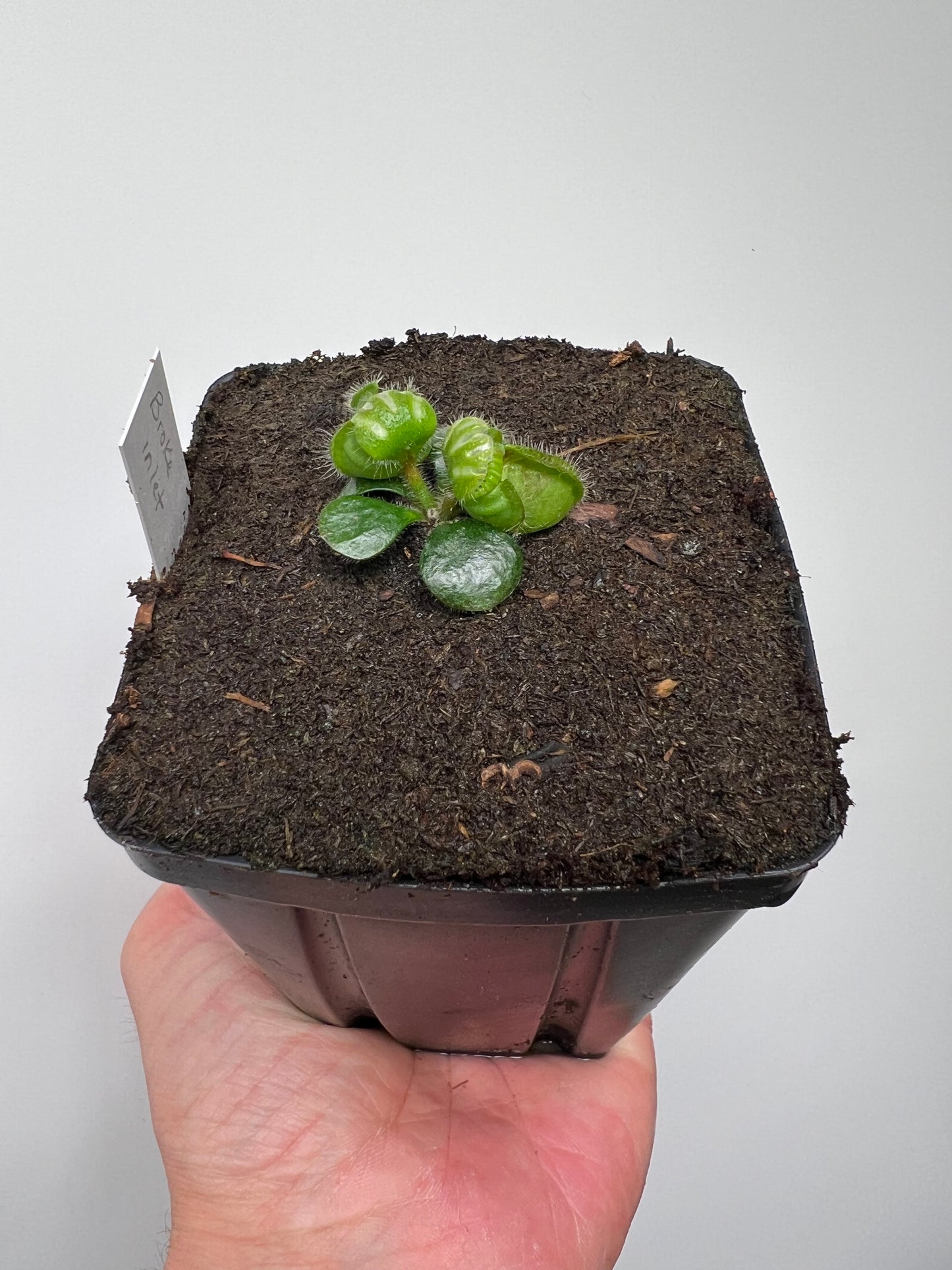 Cephalotus follicularis “Broke Inlet”