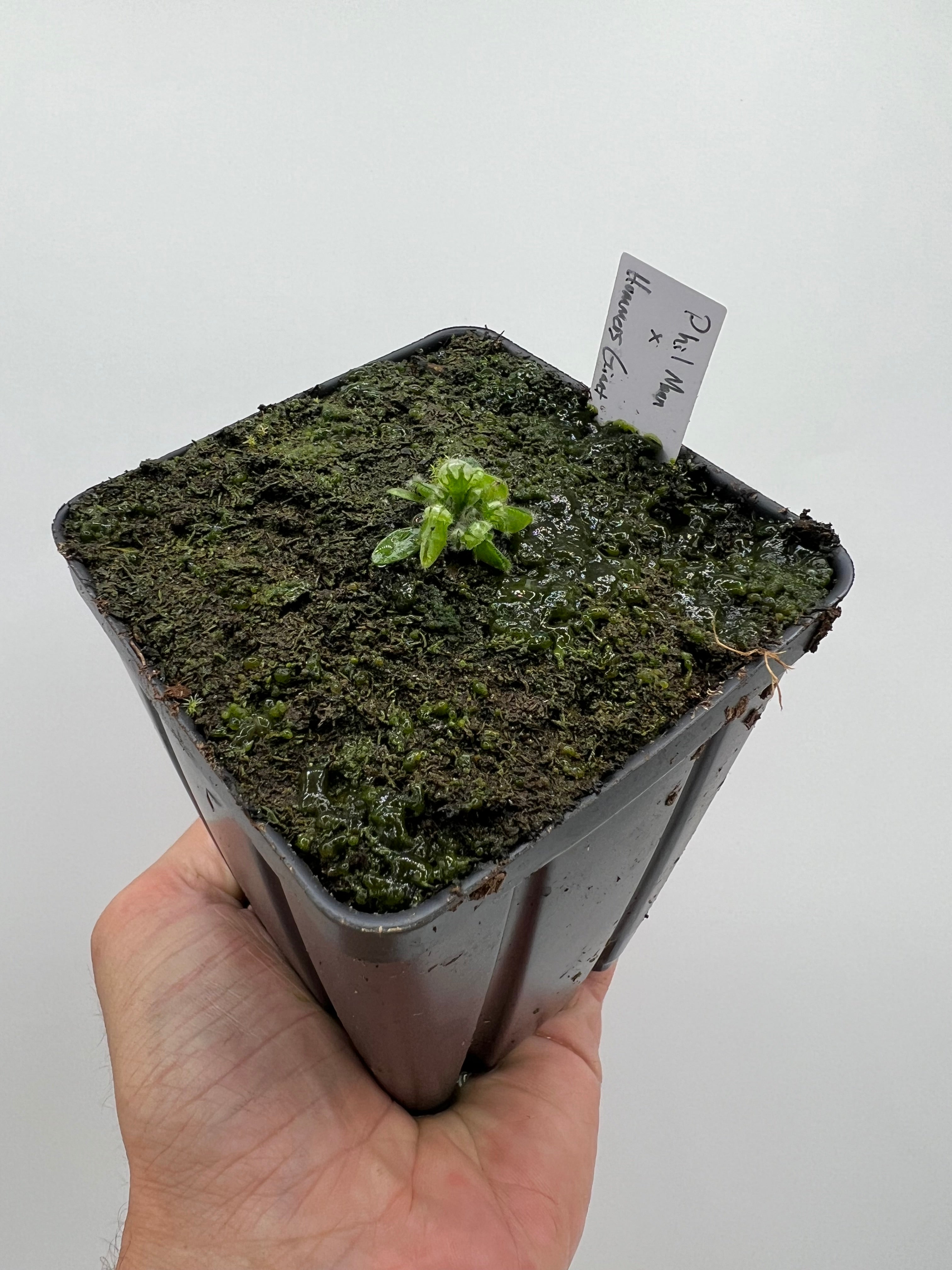 Cephalotus follicularis “Phil Mann” x “Hummers Giant