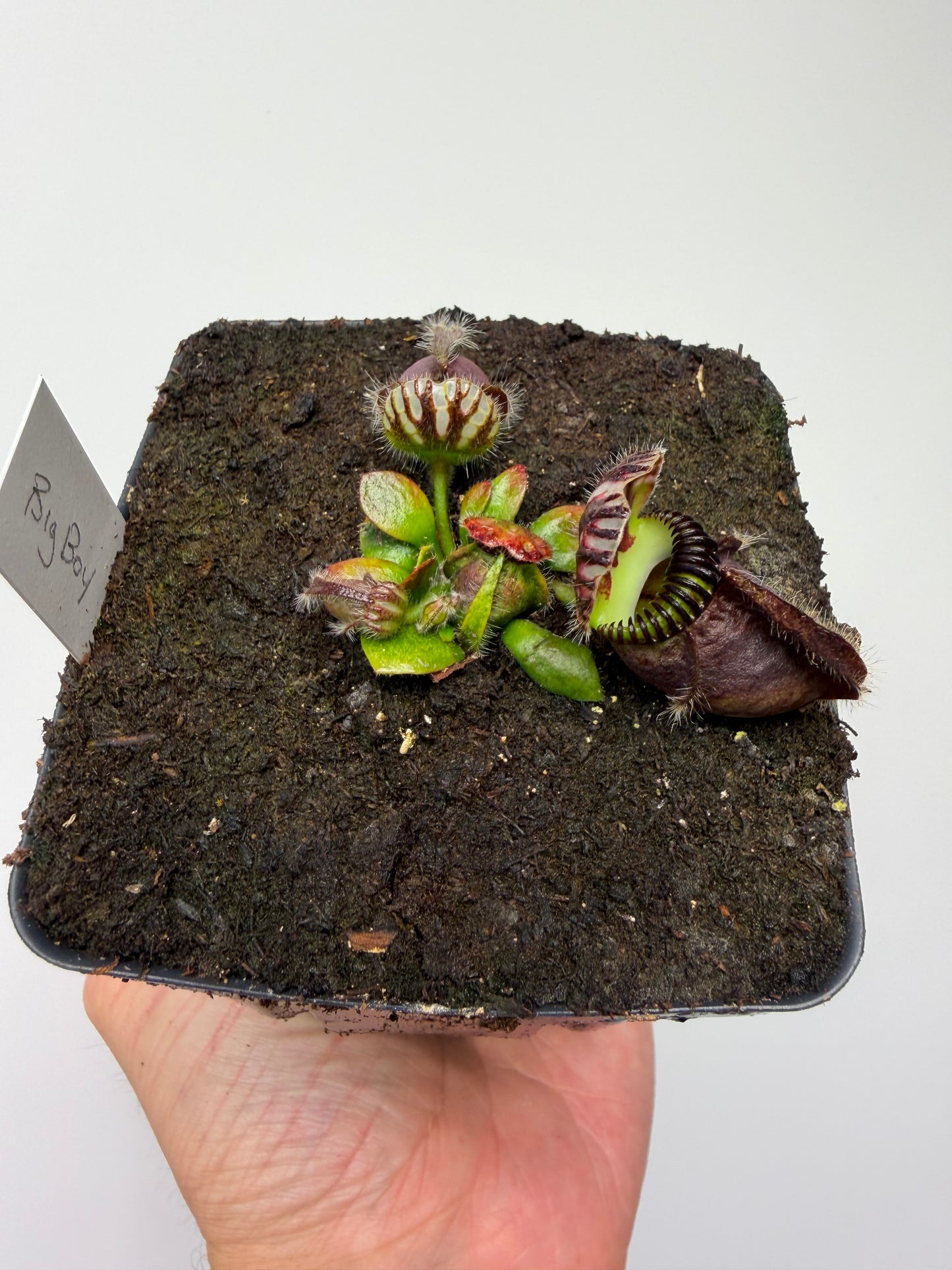 Cephalotus follicularis “Big Boy” (1)