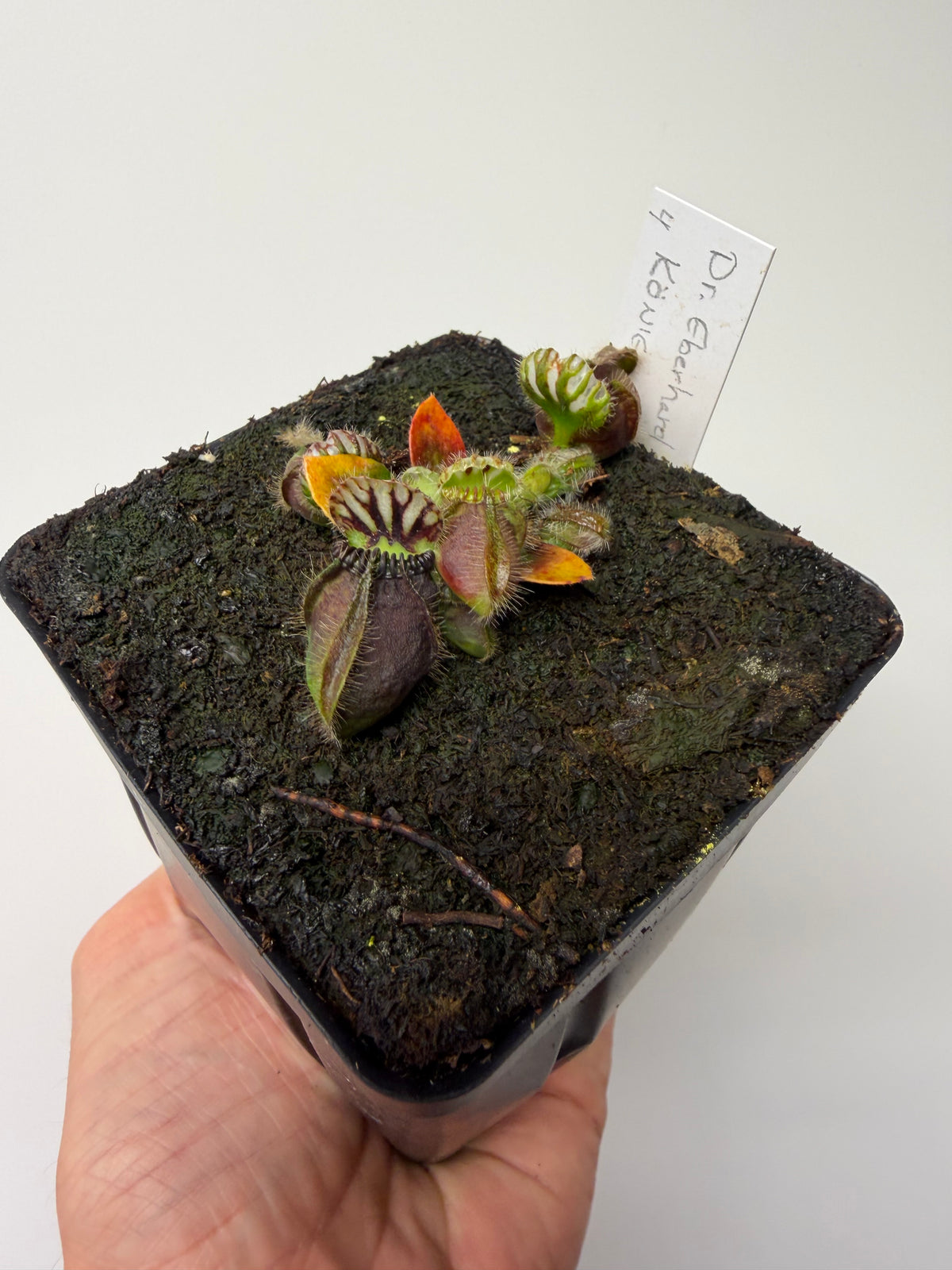 Cephalotus follicularis “Dr. Eberhard König” #4