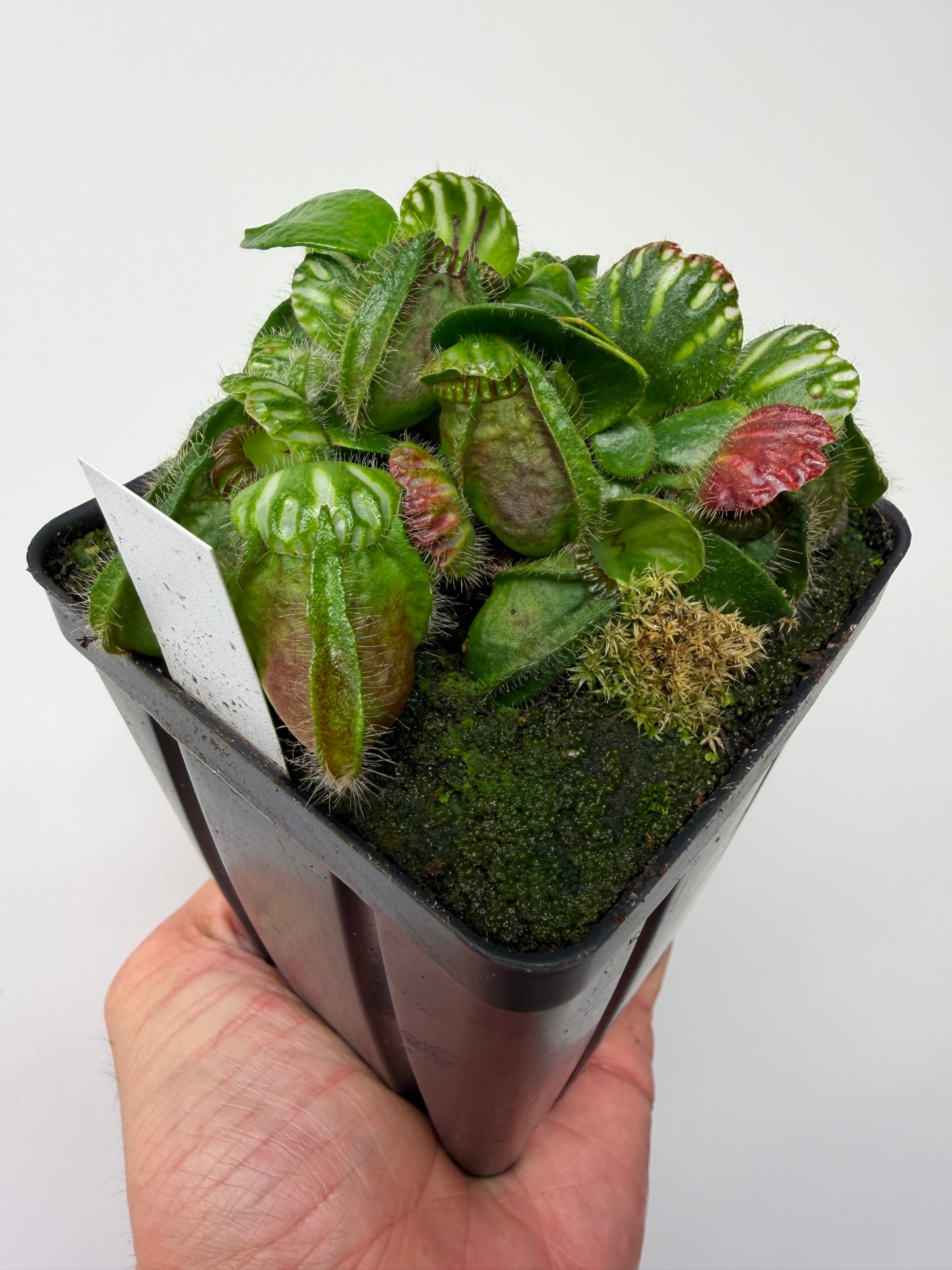 Cephalotus follicularis “Brewers Beauty” x “Brewers”