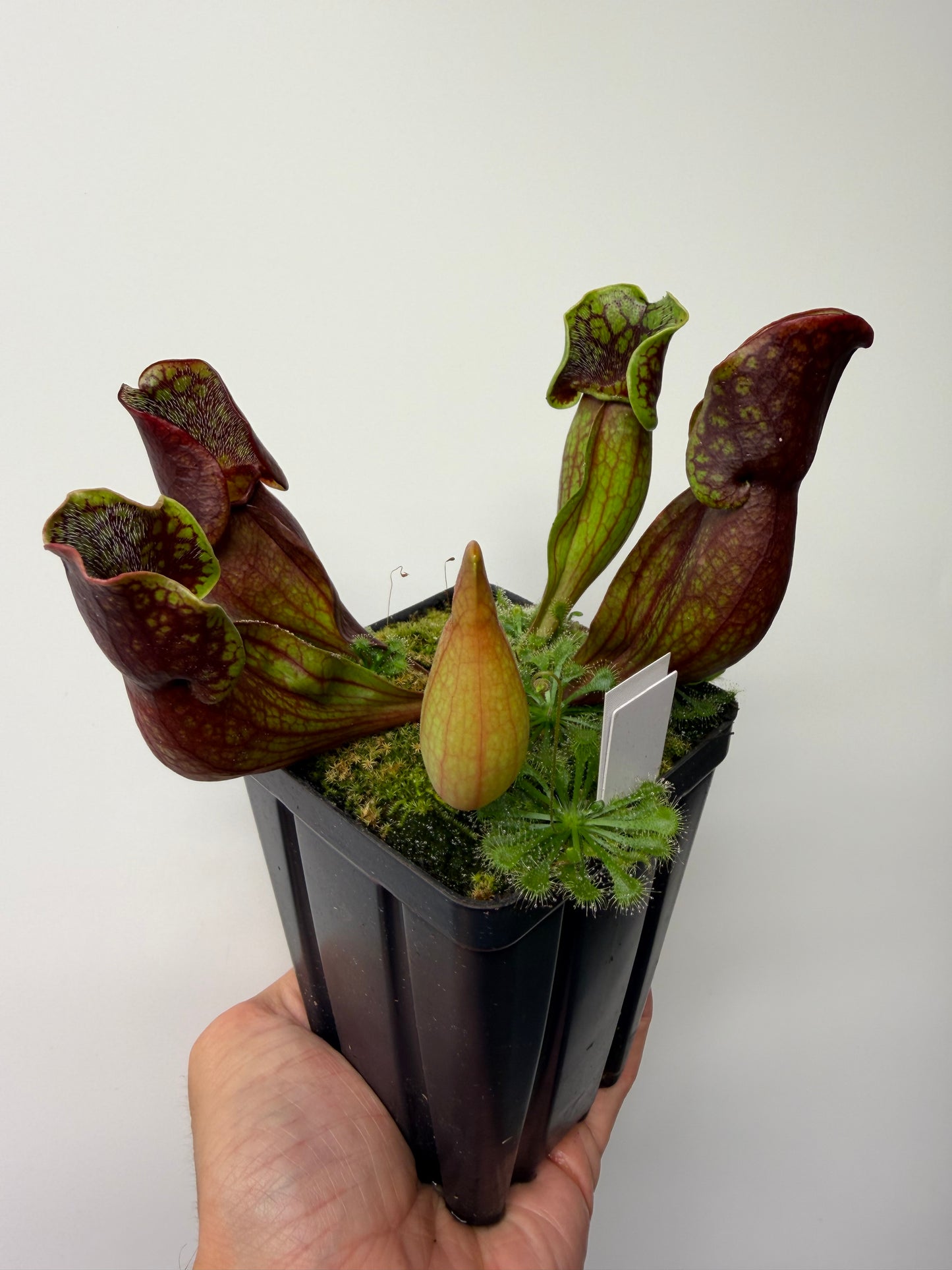 Sarracenia purpurea ssp. purpurea (Pike County, PA) - Seed Grown #12