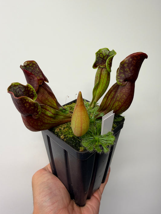 Sarracenia purpurea ssp. purpurea (Pike County, PA) - Seed Grown #12