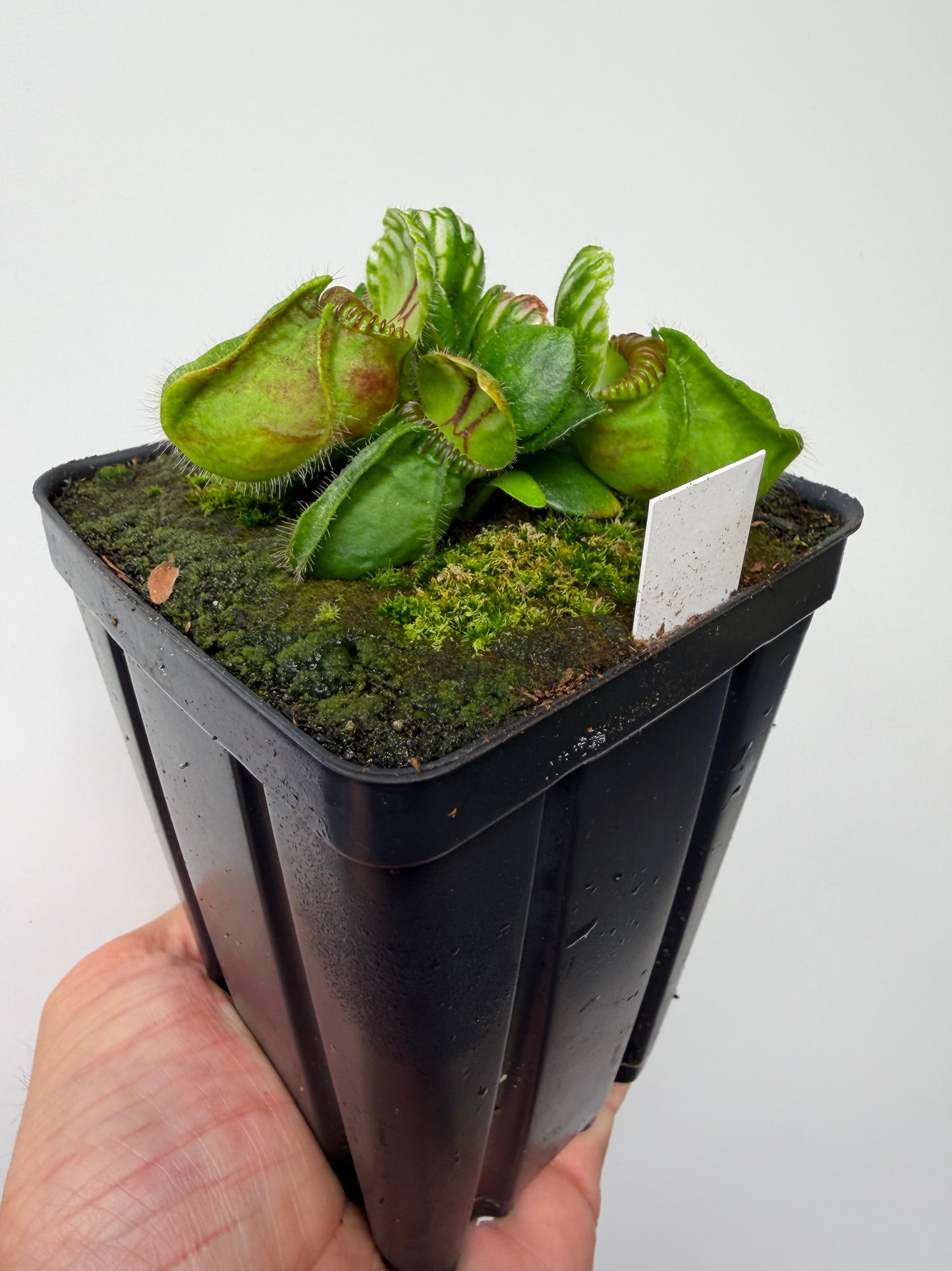 Cephalotus follicularis “Norma”