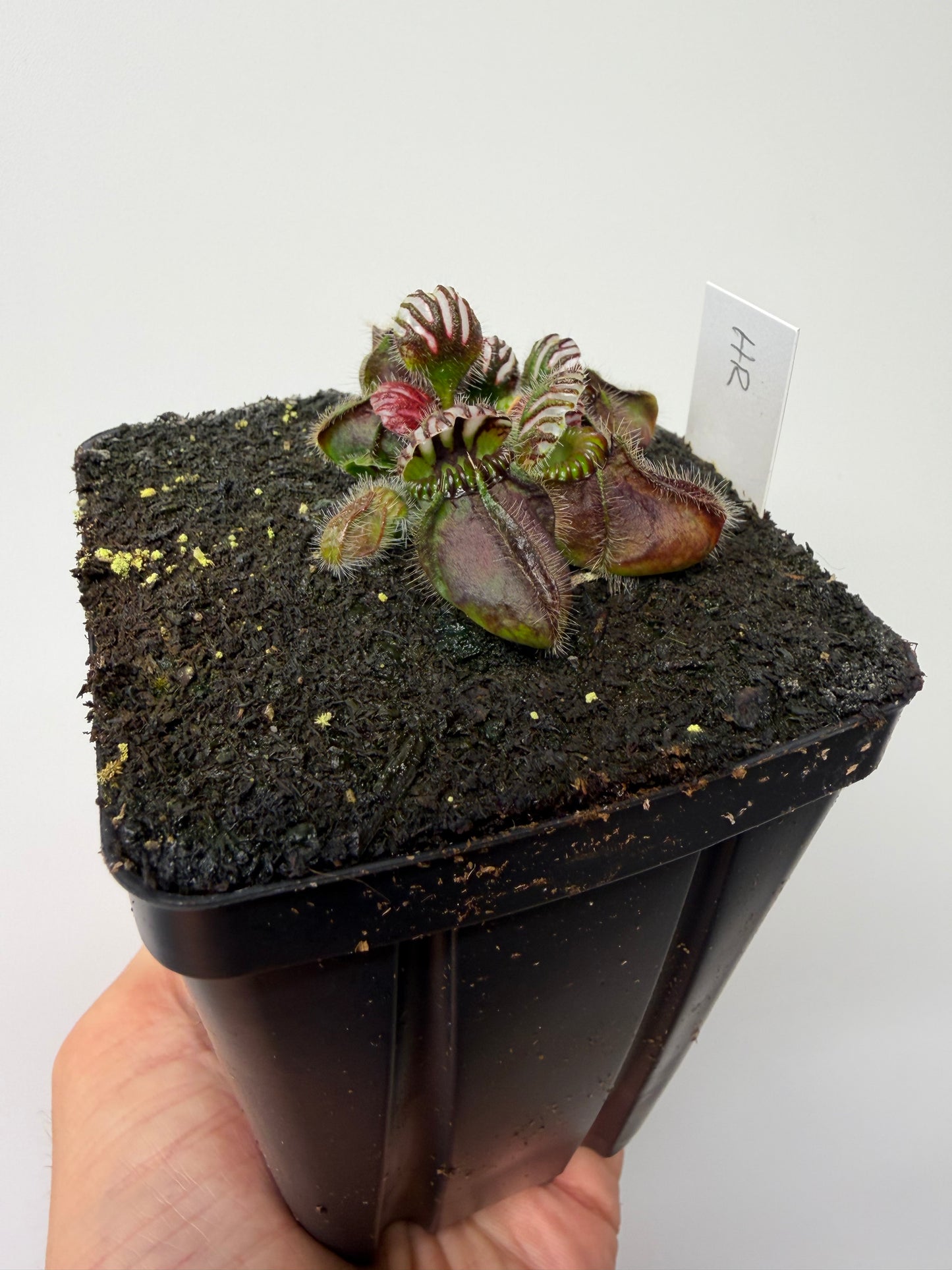 Cephalotus follicularis “Hampshire Red”