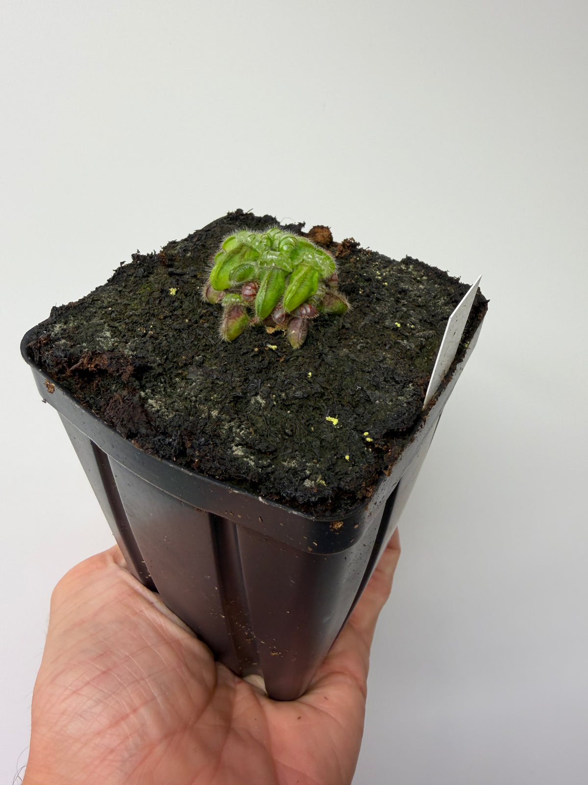 Cephalotus follicularis “Norma” #2