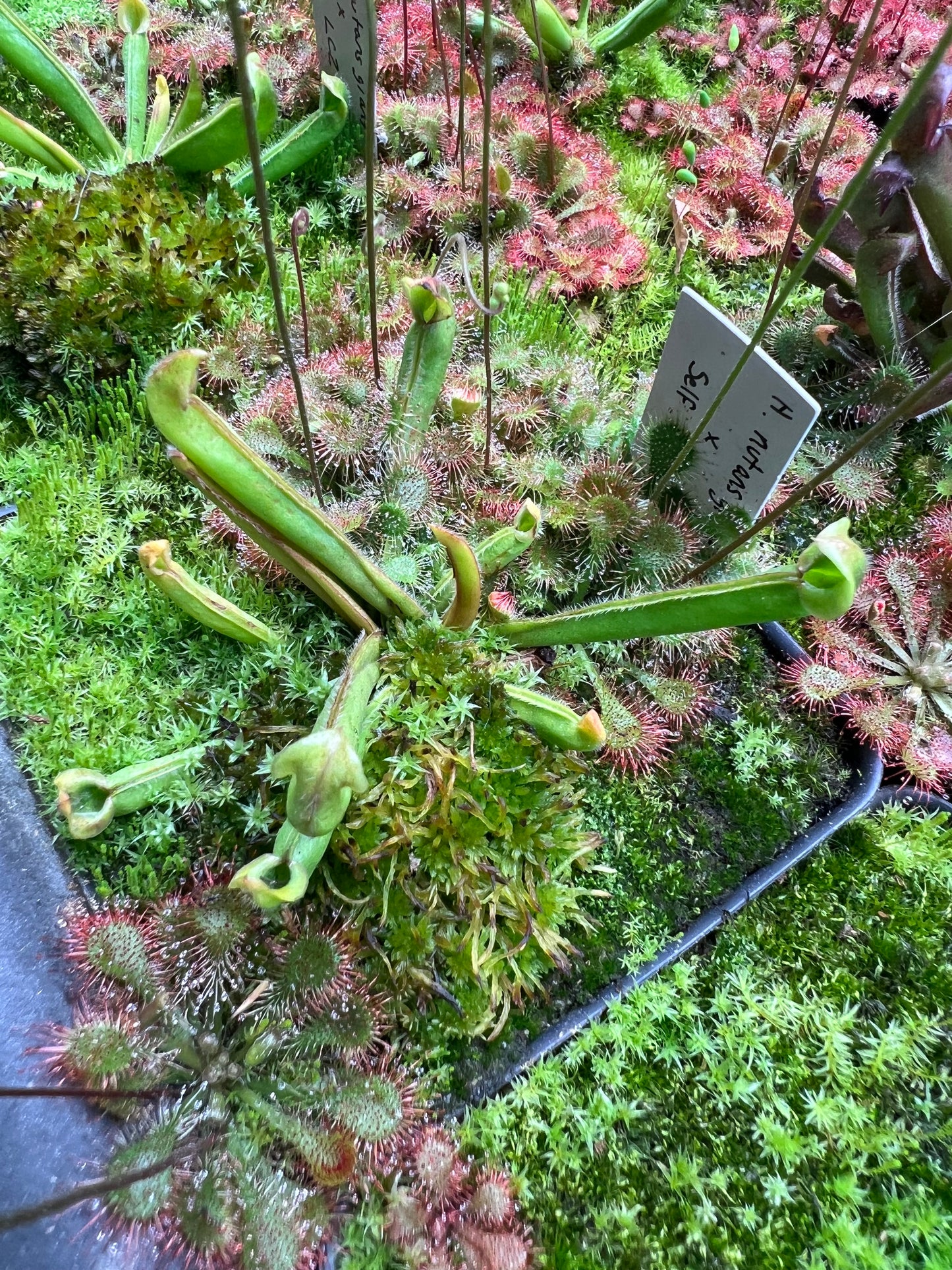 Heliamphora Nutans Giant x self (LC2 6.9.19)